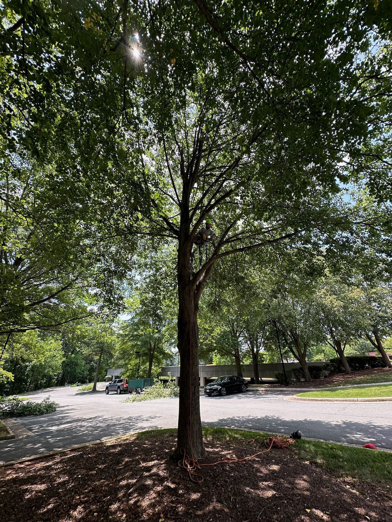The sun is shining through the leaves of a tree.