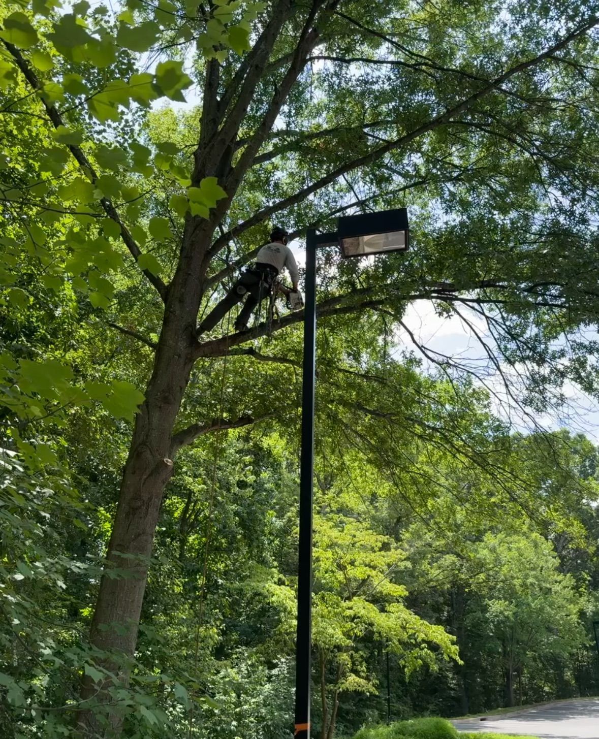 A man is climbing a tree next to a street light.