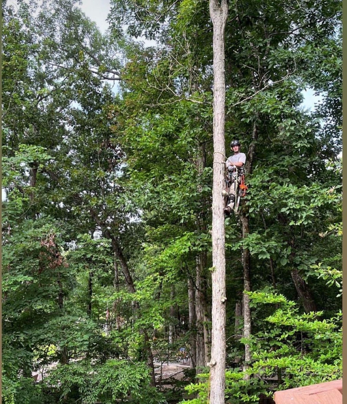 A man is climbing a tree with a chainsaw.