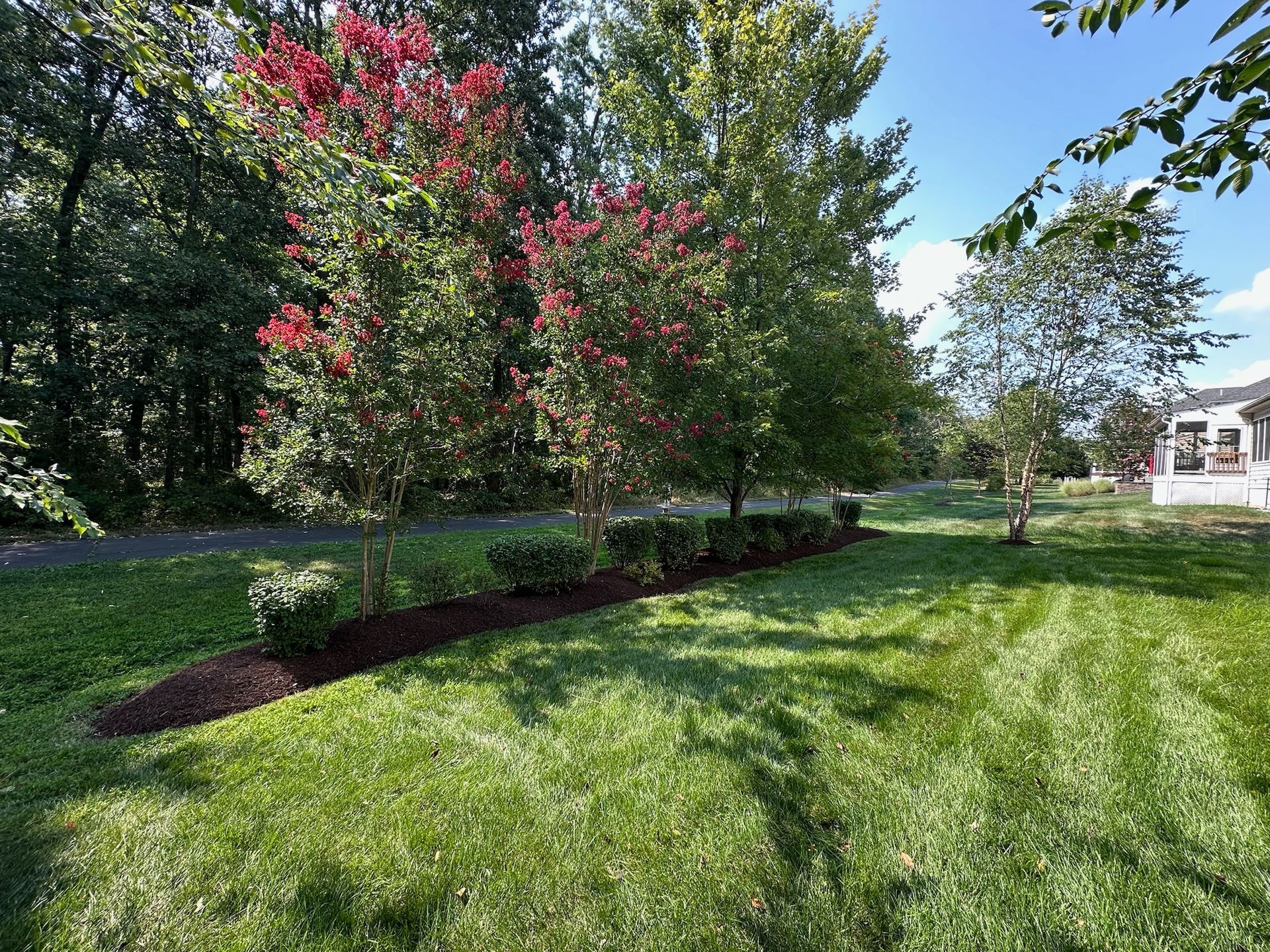 Lush green lawn with a mulched flower bed featuring trees with pink flowers. House in the background.