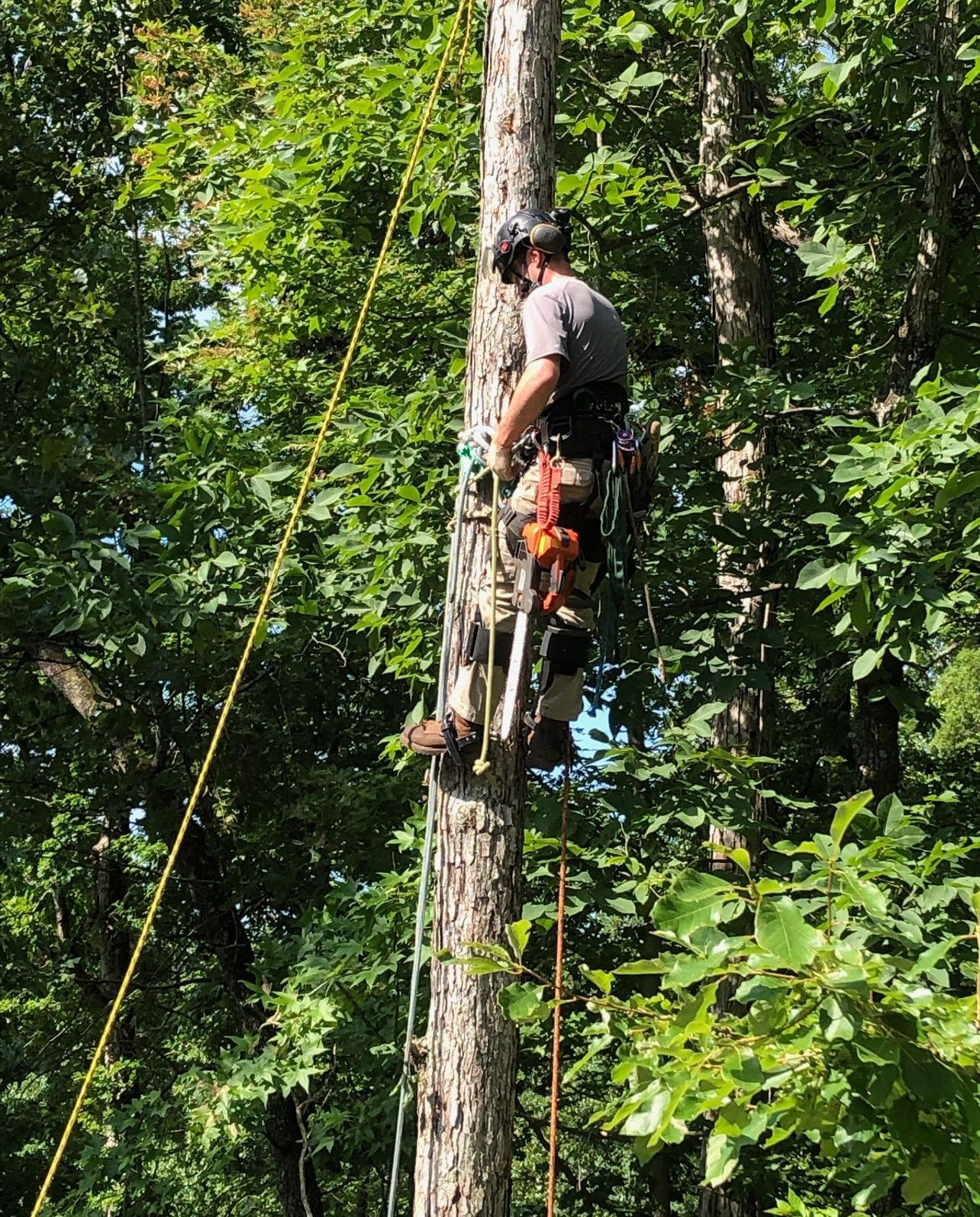 A man is climbing a tree with a chainsaw in the woods.