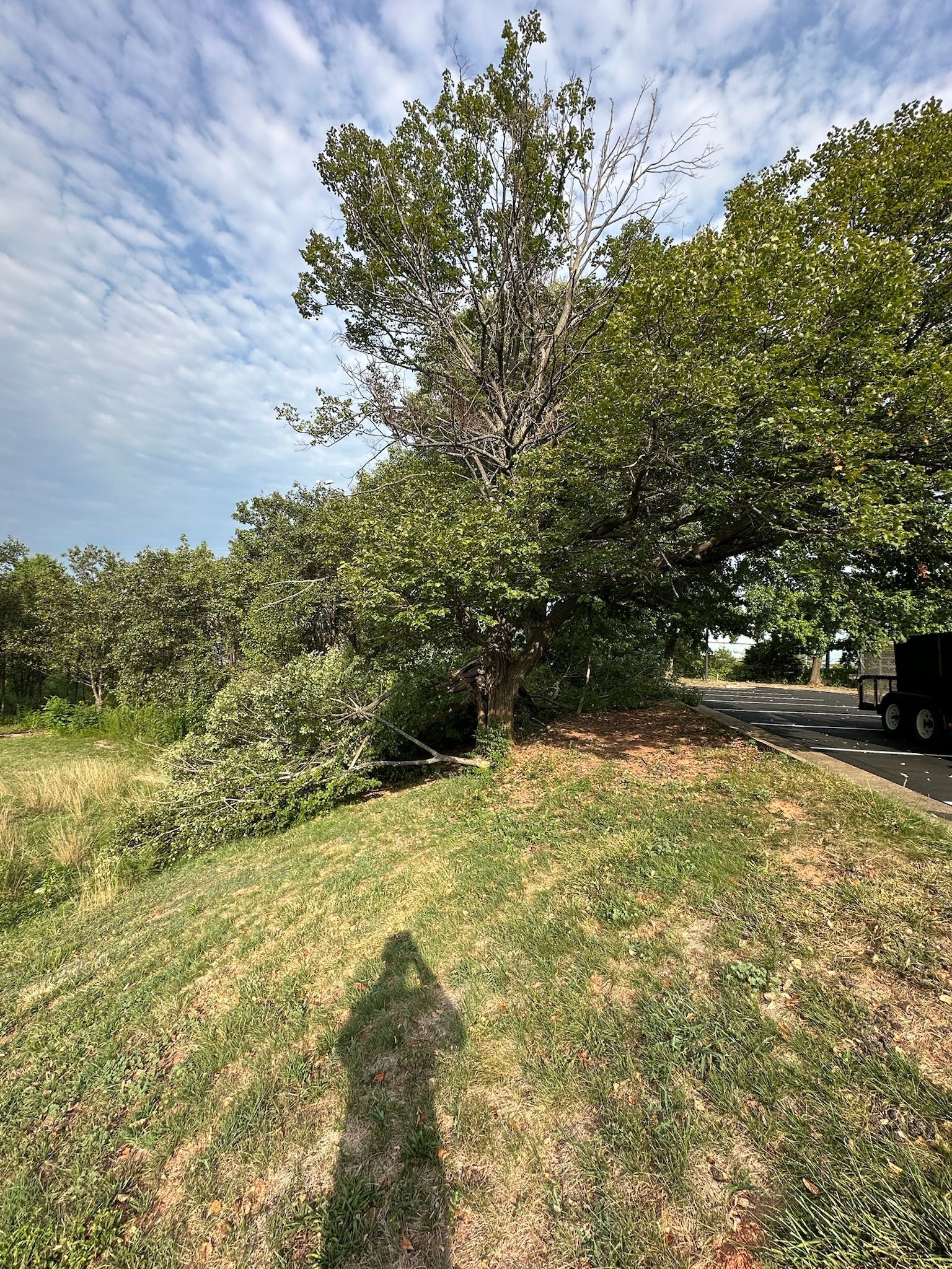 A person 's shadow is cast on the grass in front of a tree.