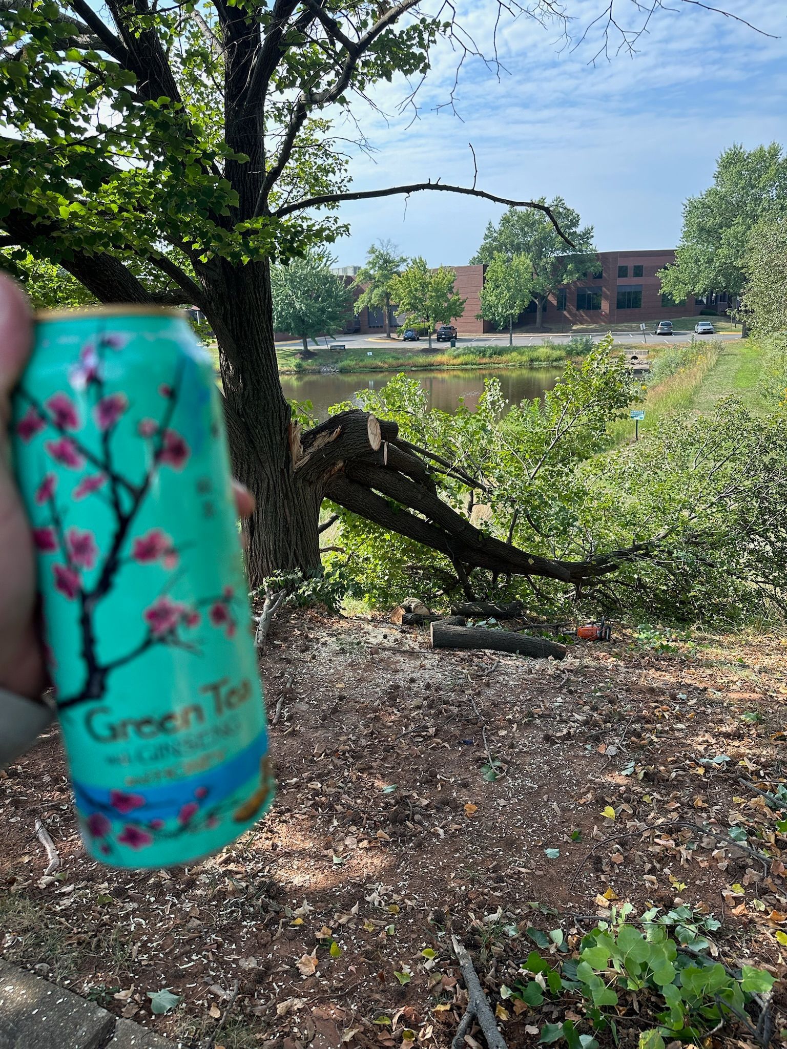 A person is holding a can of green tea in front of a tree.