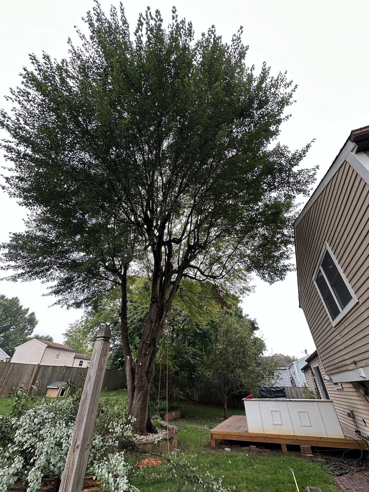 A large tree is in the backyard of a house.
