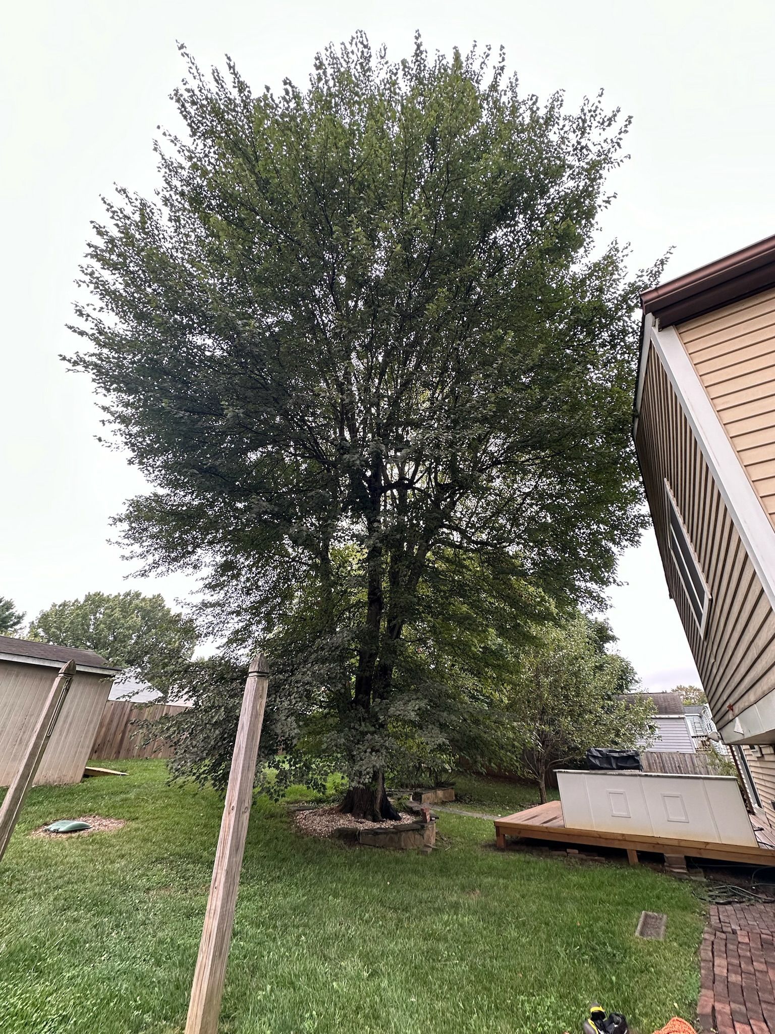 A large tree in a backyard next to a house.