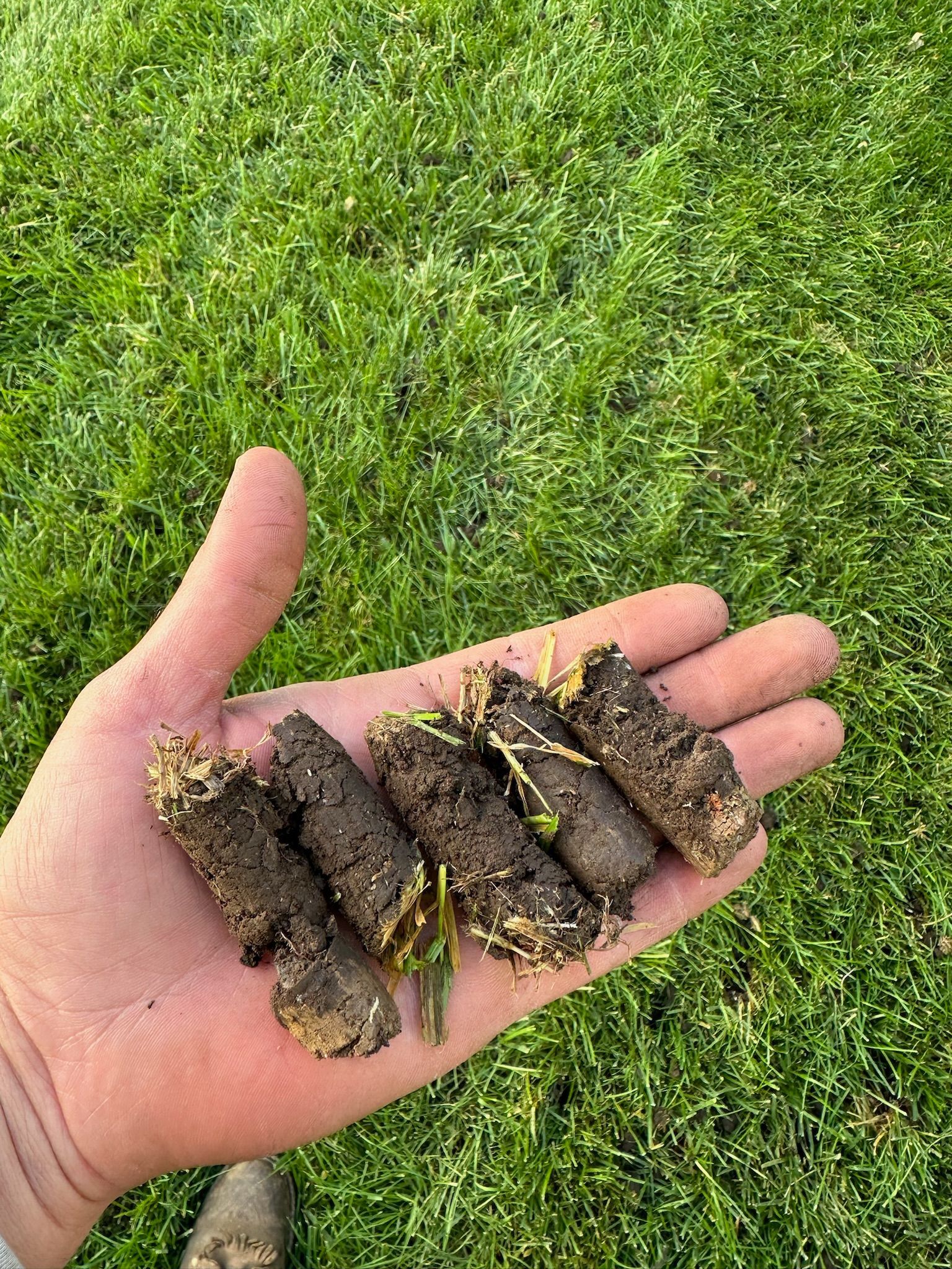 A person is holding a pile of grass in their hand.