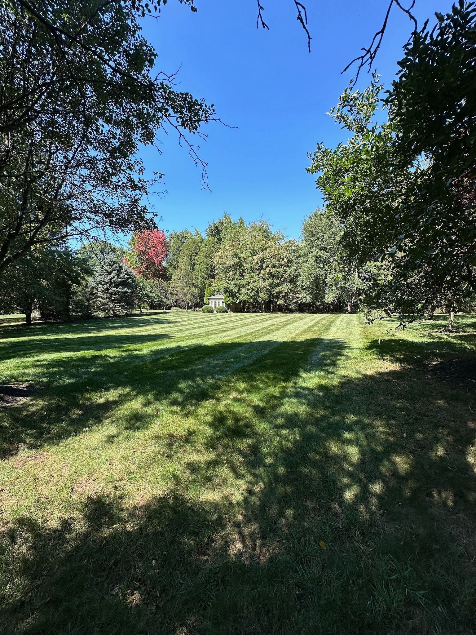 A lush green field surrounded by trees on a sunny day