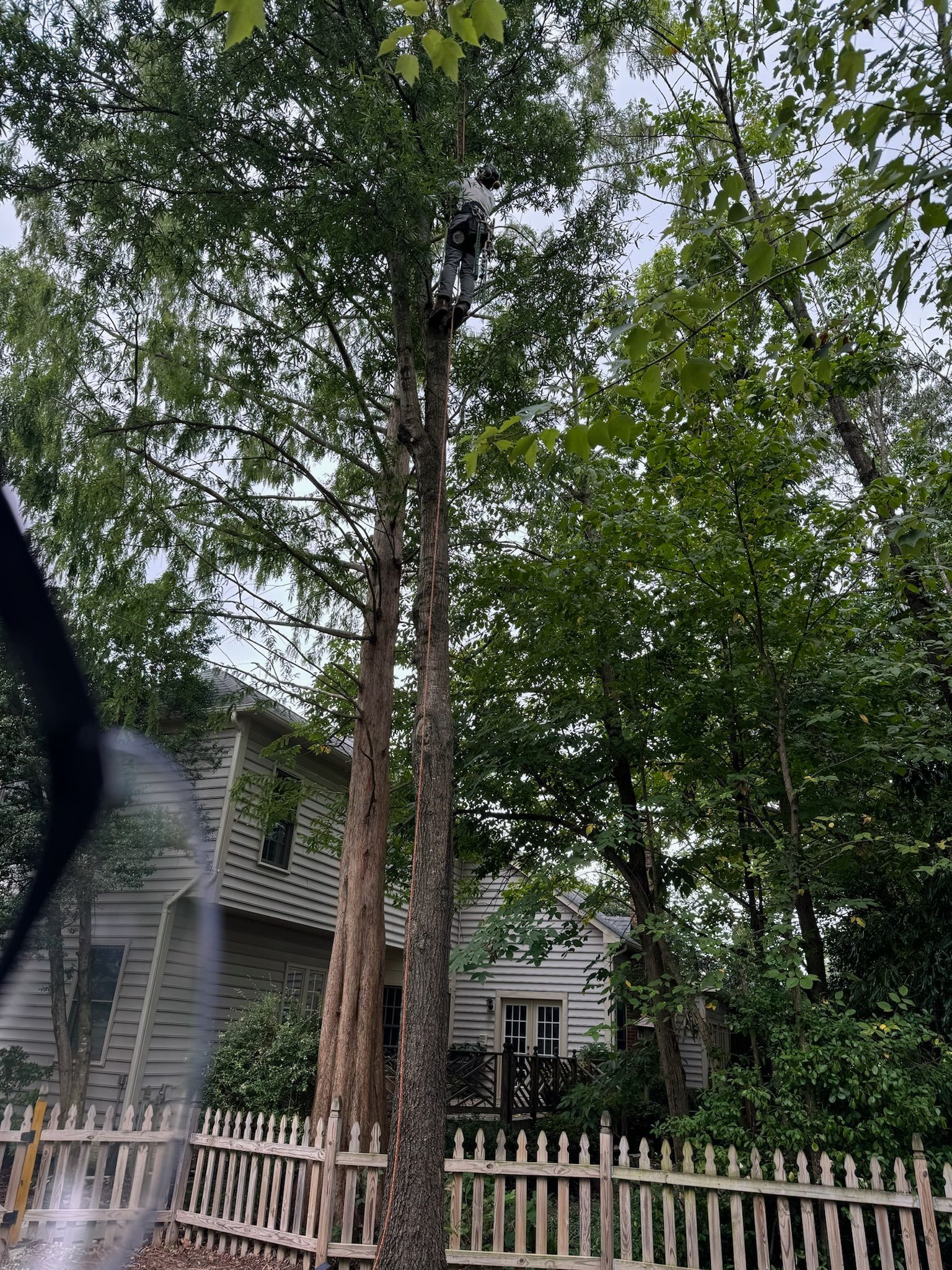 A person is cleaning a tree in front of a house.