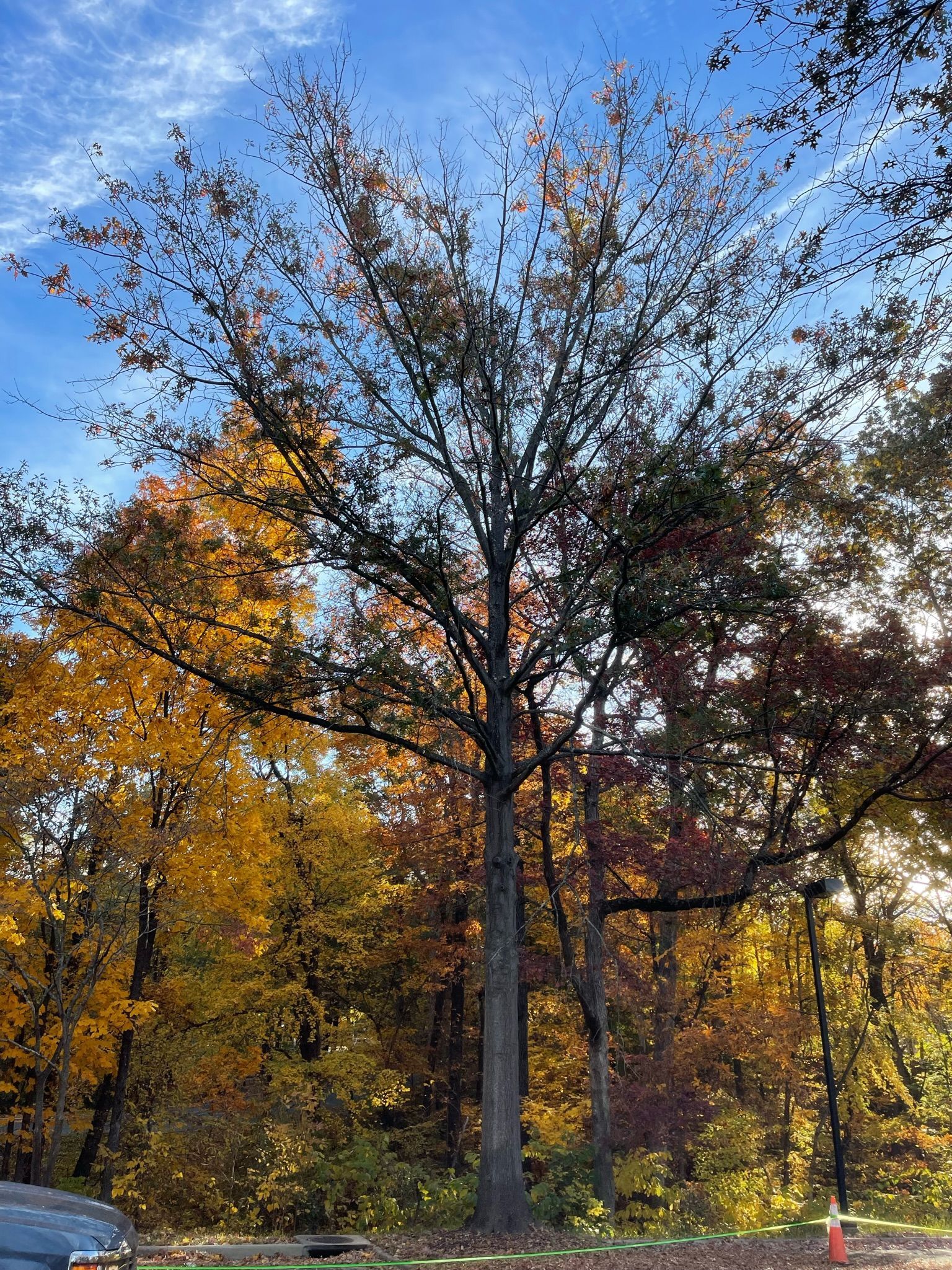 A tree with a lot of leaves on it