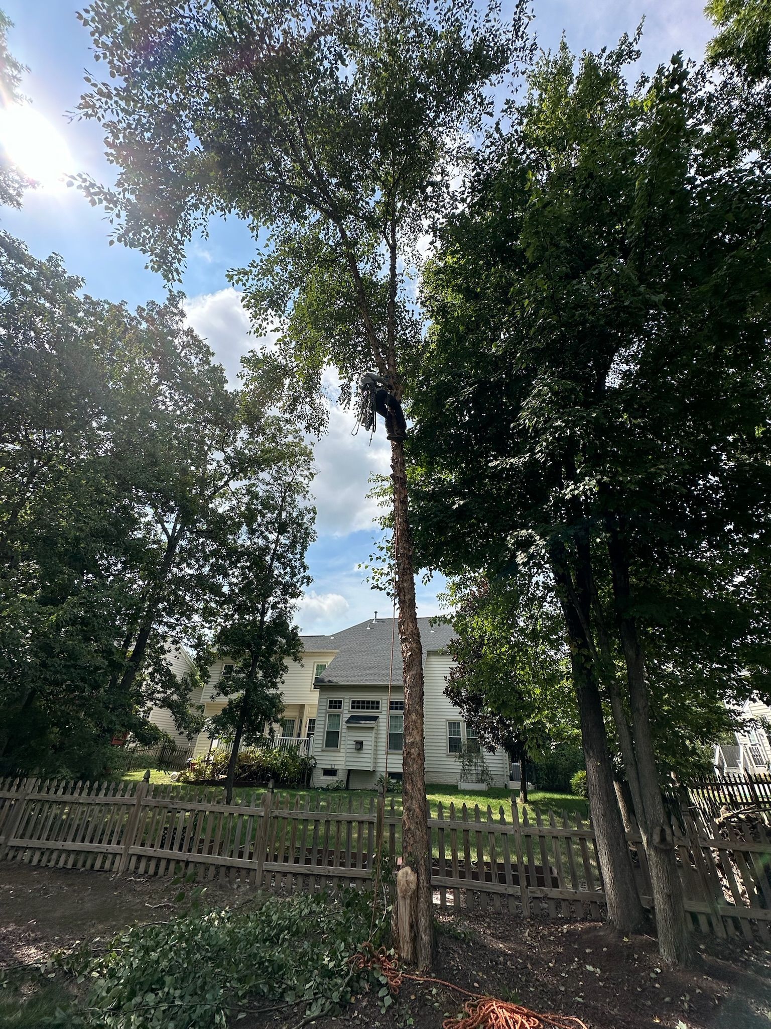 A person is climbing a tree in front of a house.