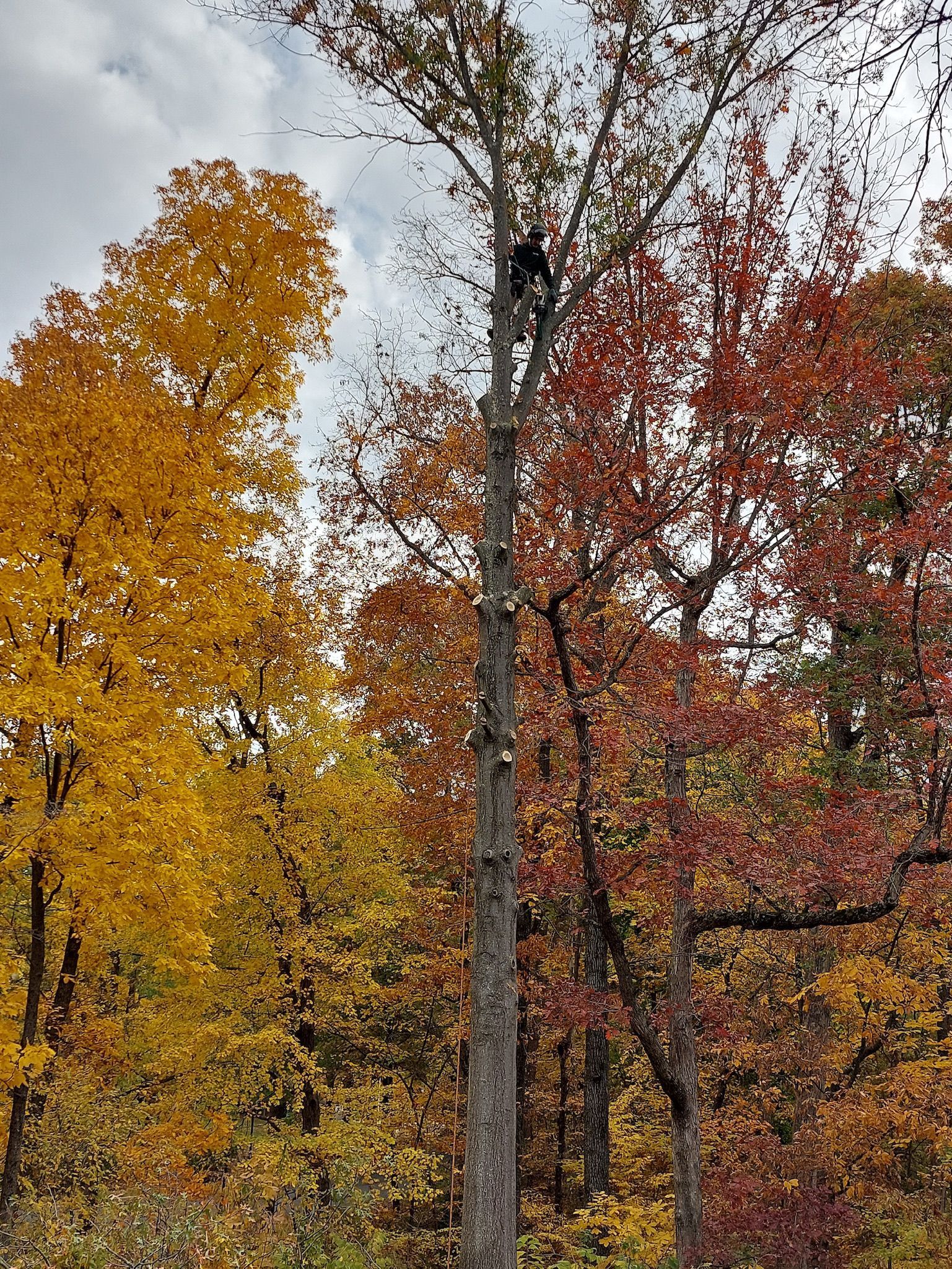 A tree with yellow and red leaves is in the middle of a forest.