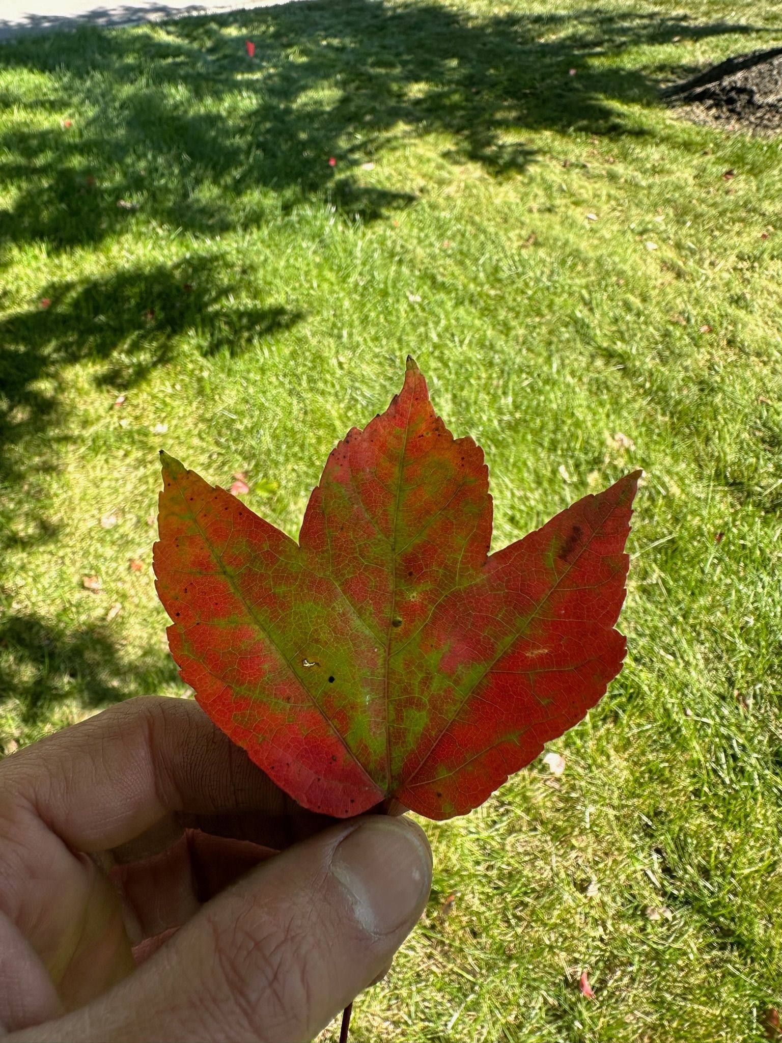 A person is holding a red maple leaf in their hand.