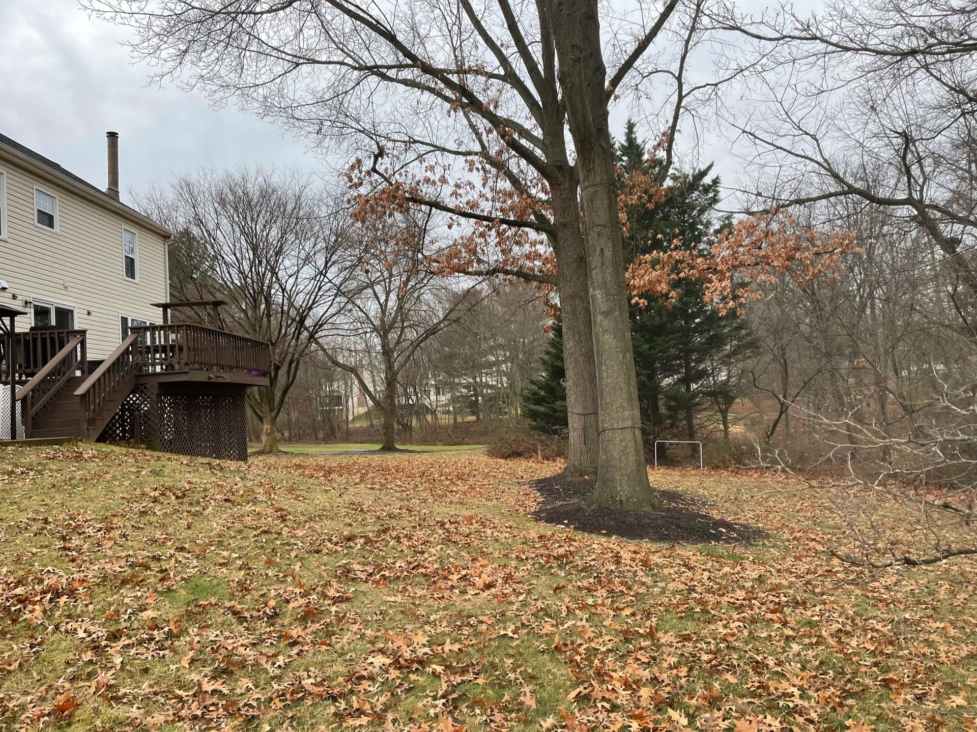 A backyard filled with lots of leaves and a house in the background.