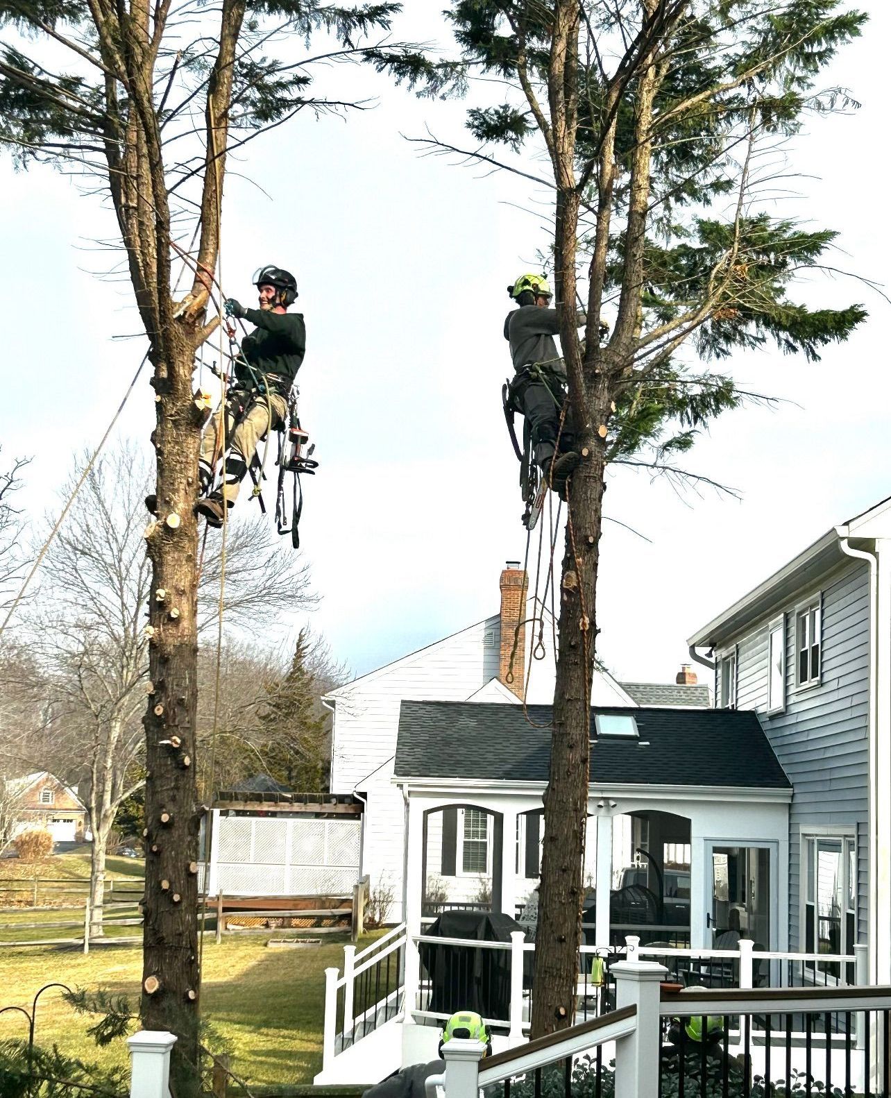 A man is climbing a tree in front of a house.