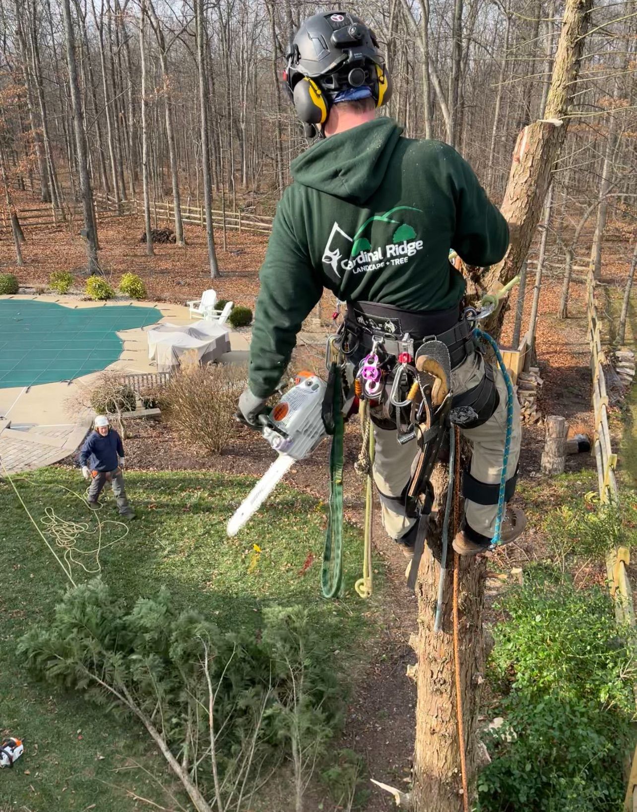 A man is cutting a tree with a chainsaw.