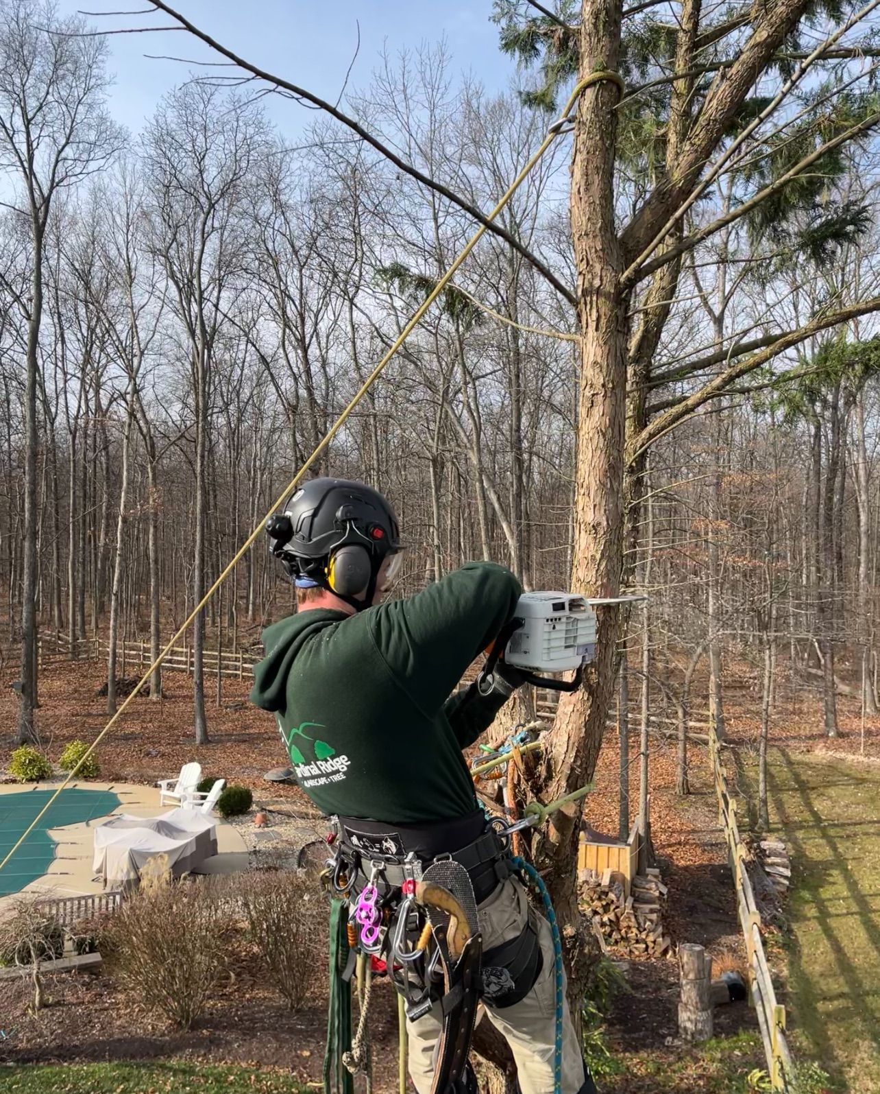 A man is cutting a tree with a chainsaw in the woods.