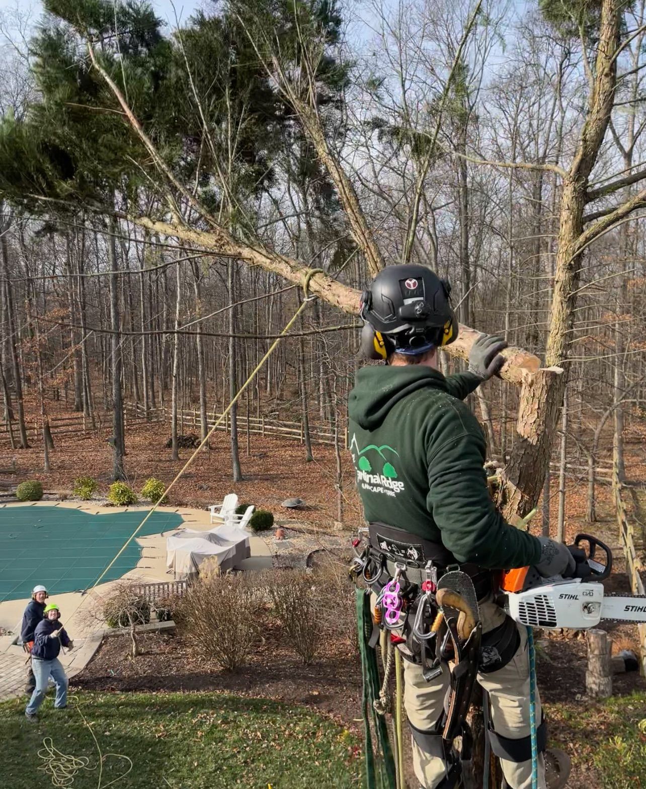 A man is cutting a tree with a chainsaw.