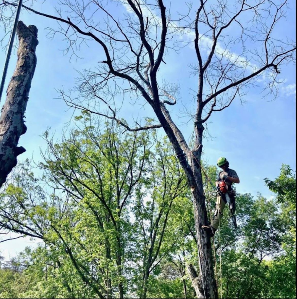 A man is sitting on a ladder in a tree.