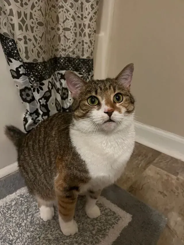 Tabby-and-white cat sitting on a rug indoors, looking up with wide eyes.