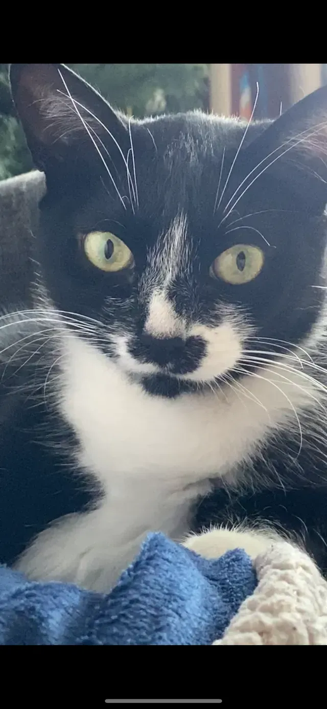 Black-and-white cat with bright green eyes lying on a blue blanket, looking at the camera