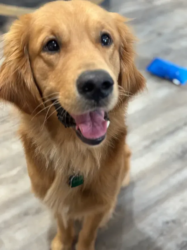 Golden retriever smiling indoors with a blue toy in the background