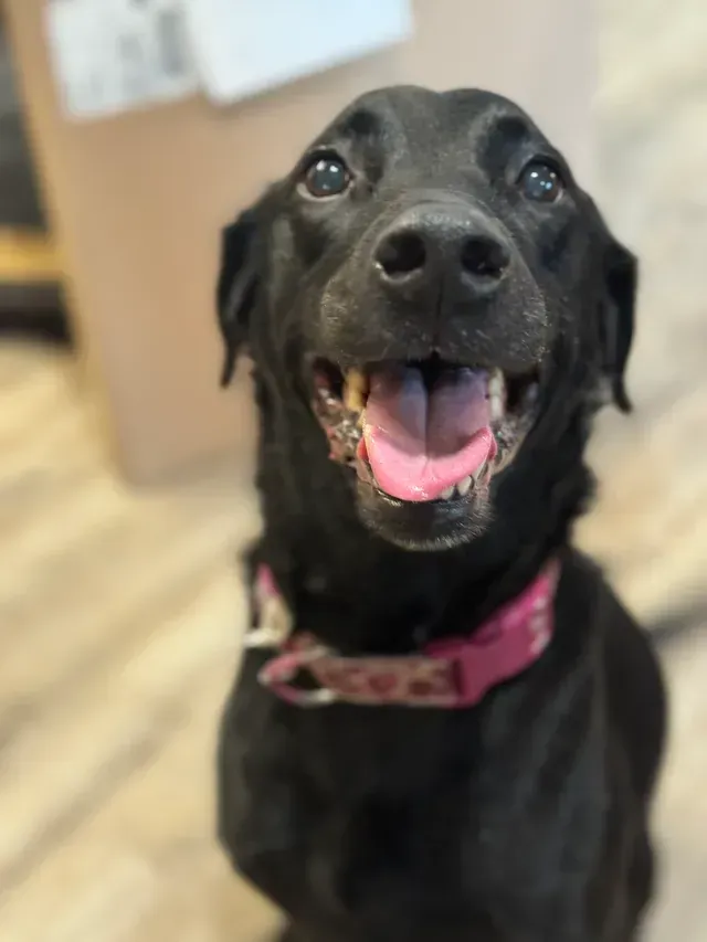 Black dog with pink collar, smiling with mouth open indoors