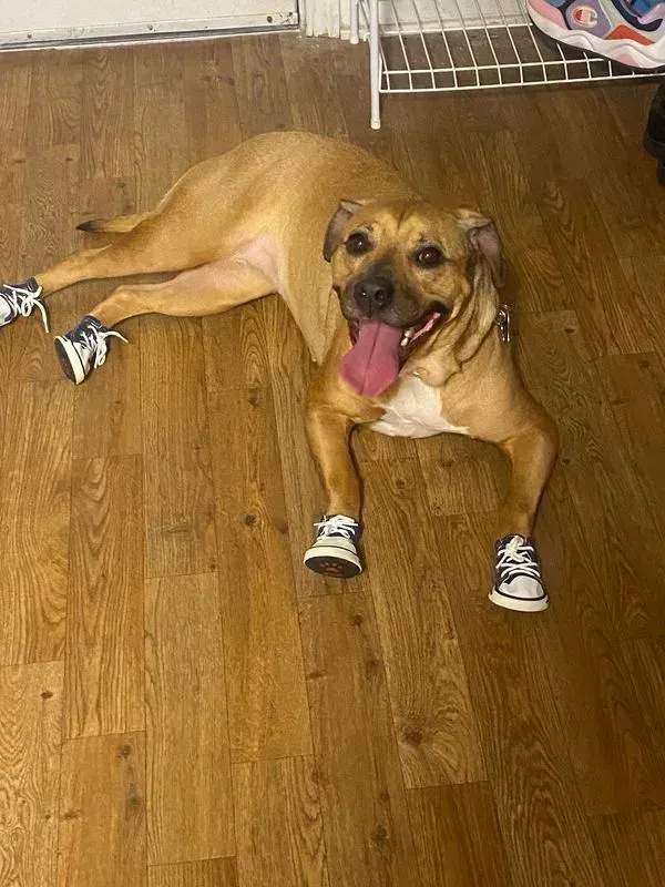 Brown dog lying on a wooden floor, panting with tongue out, wearing silver booties on all four paws.