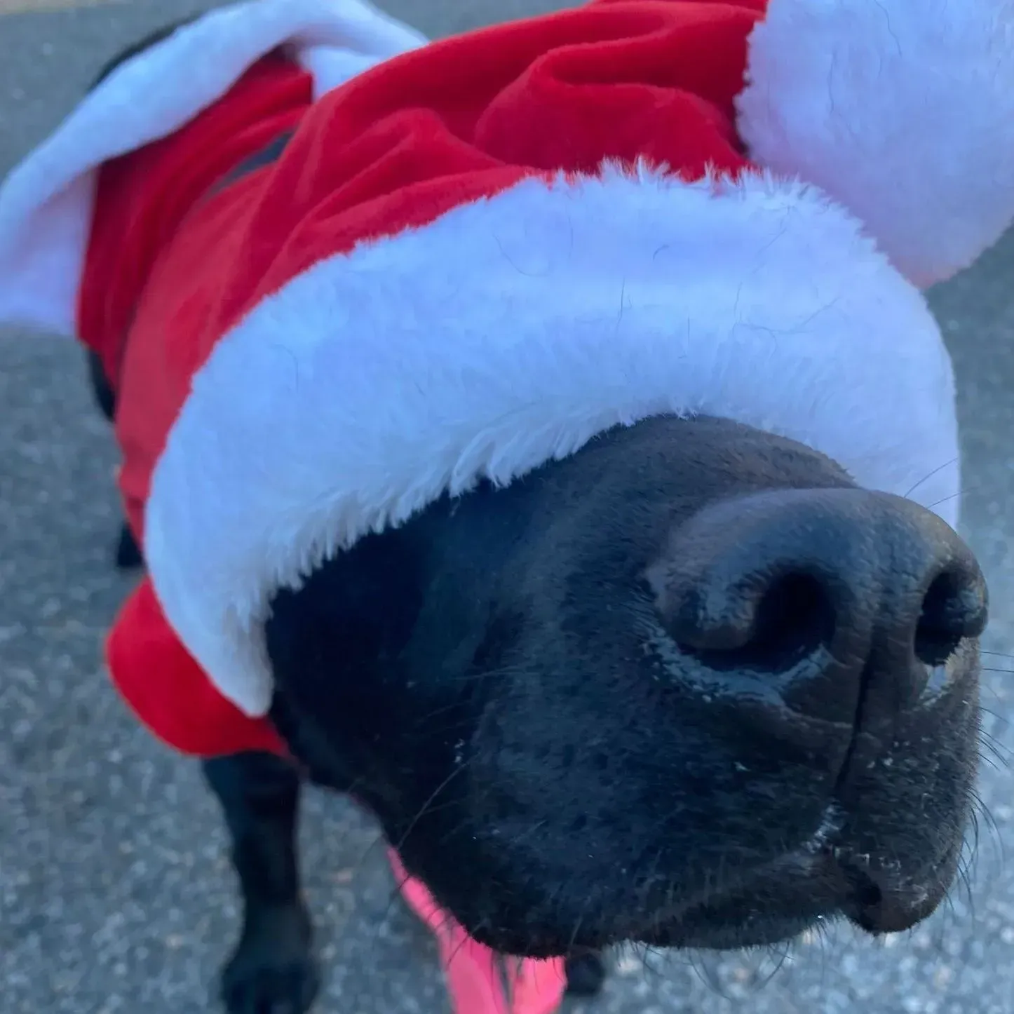 Black dog wearing a red-and-white Santa hat, close-up outdoors on snow