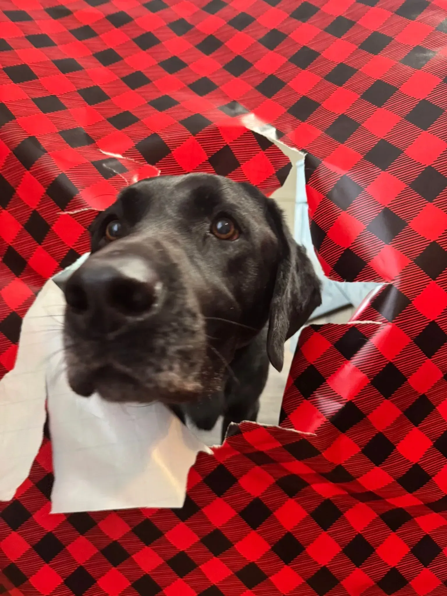 Black-and-white dog peeking through red and black checkered wrapping paper