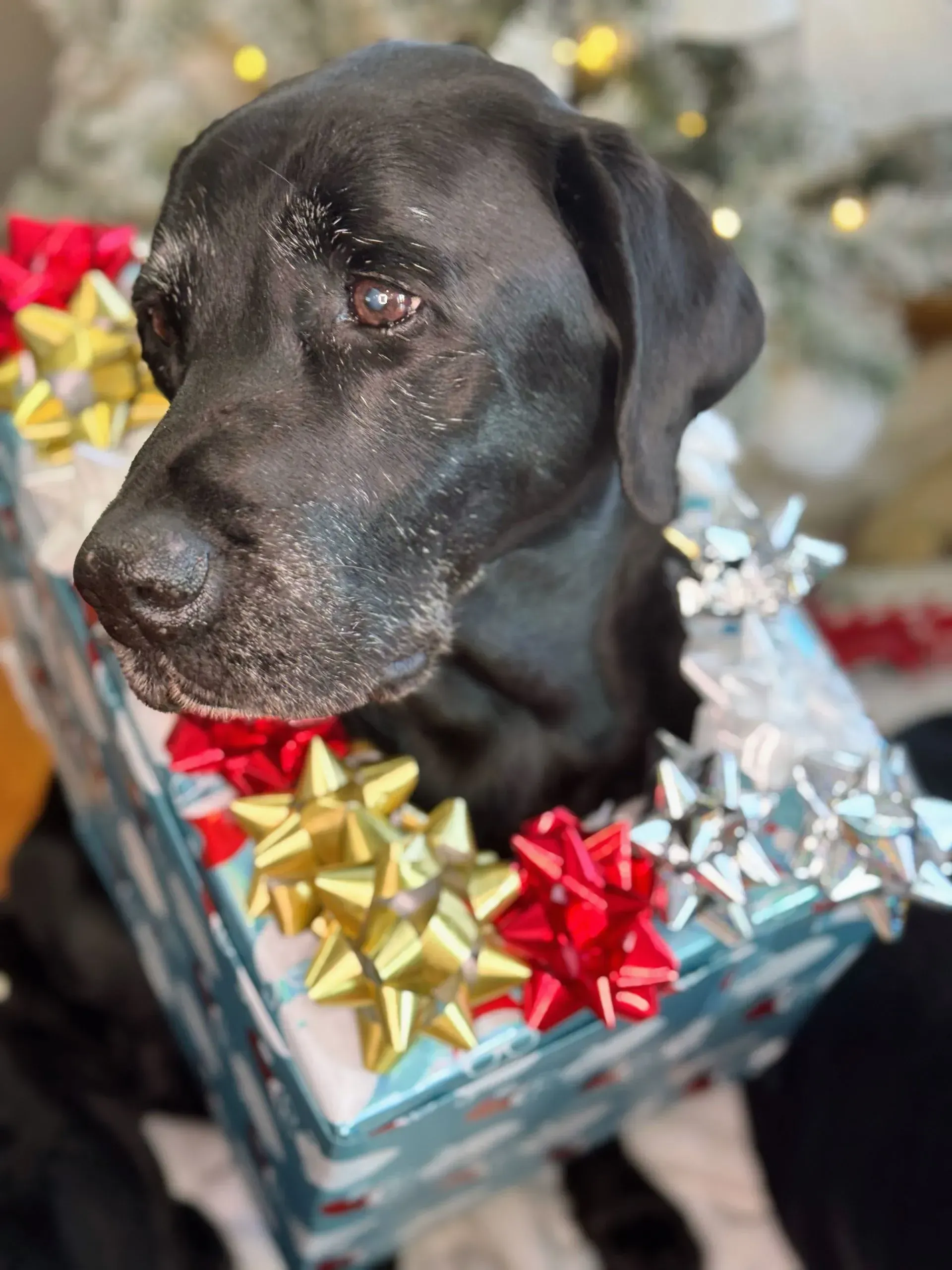 Black Labrador sitting in a wrapped gift box with red, gold, and silver bows