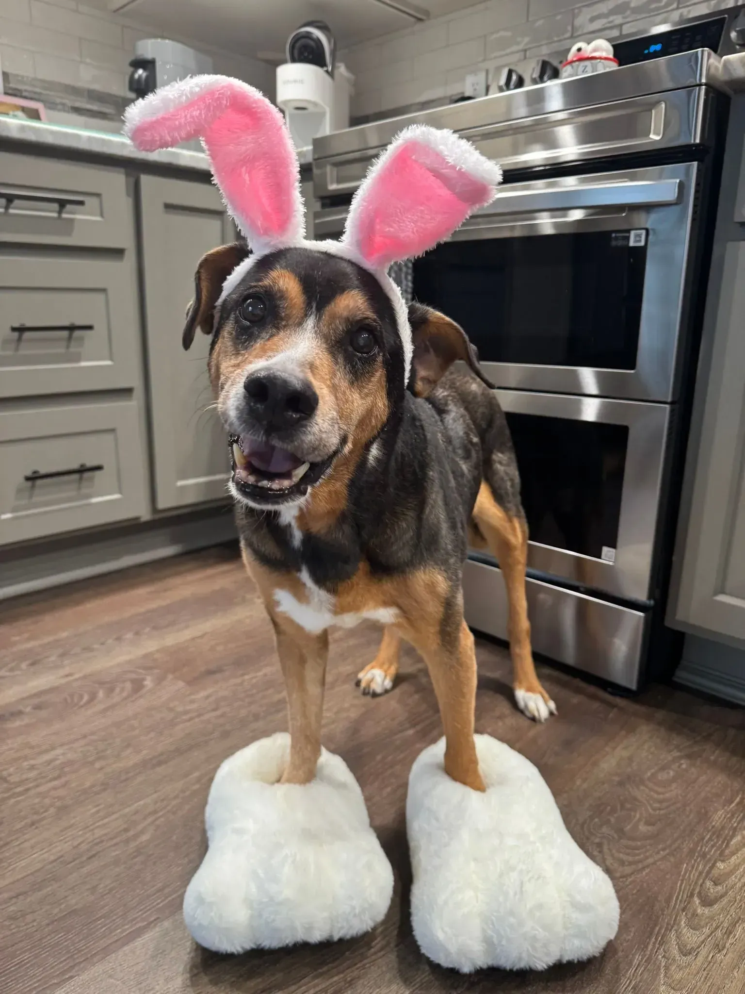 Dog in pink bunny ears and fluffy white paws standing in a kitchen, looking at the camera.