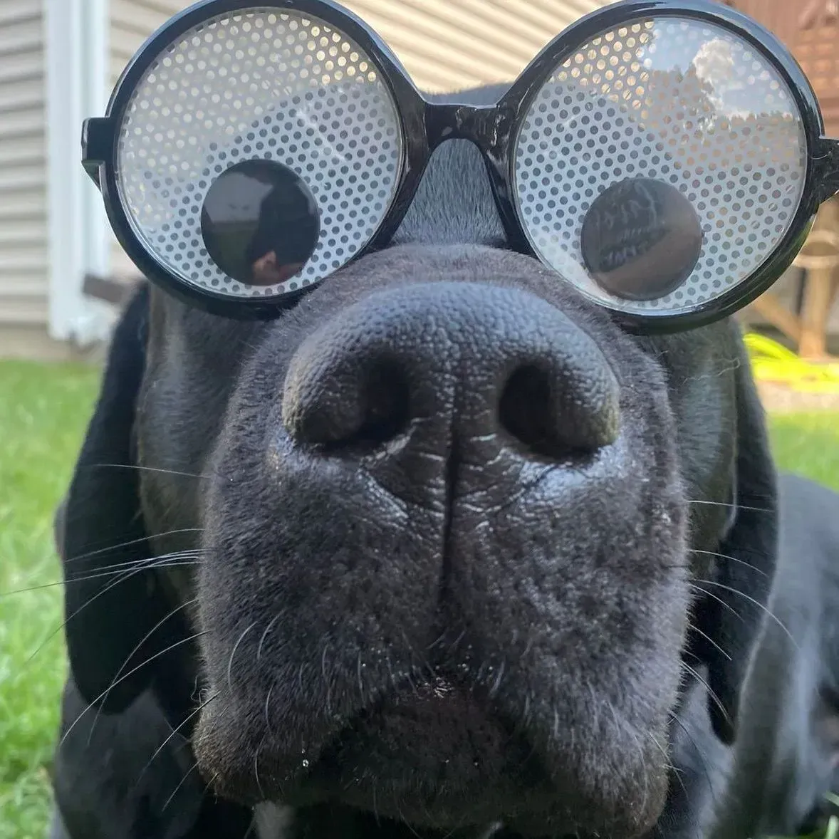 Black dog wearing round glasses, close-up outdoors.