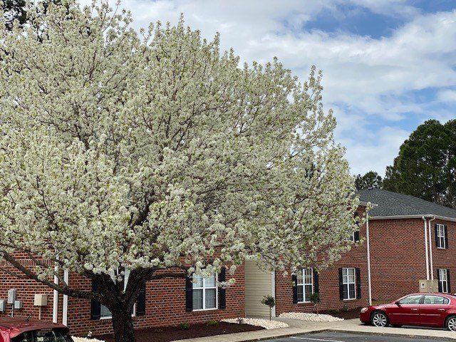 Large white-blossomed tree in front of a red-brick apartment building with a parked red car. Large white-blossomed tree in front of a red-brick apartment building with a parked red car.