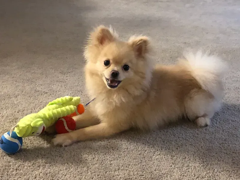 Small tan fluffy dog lying on carpet, playing with a green and blue toy, mouth open and alert.