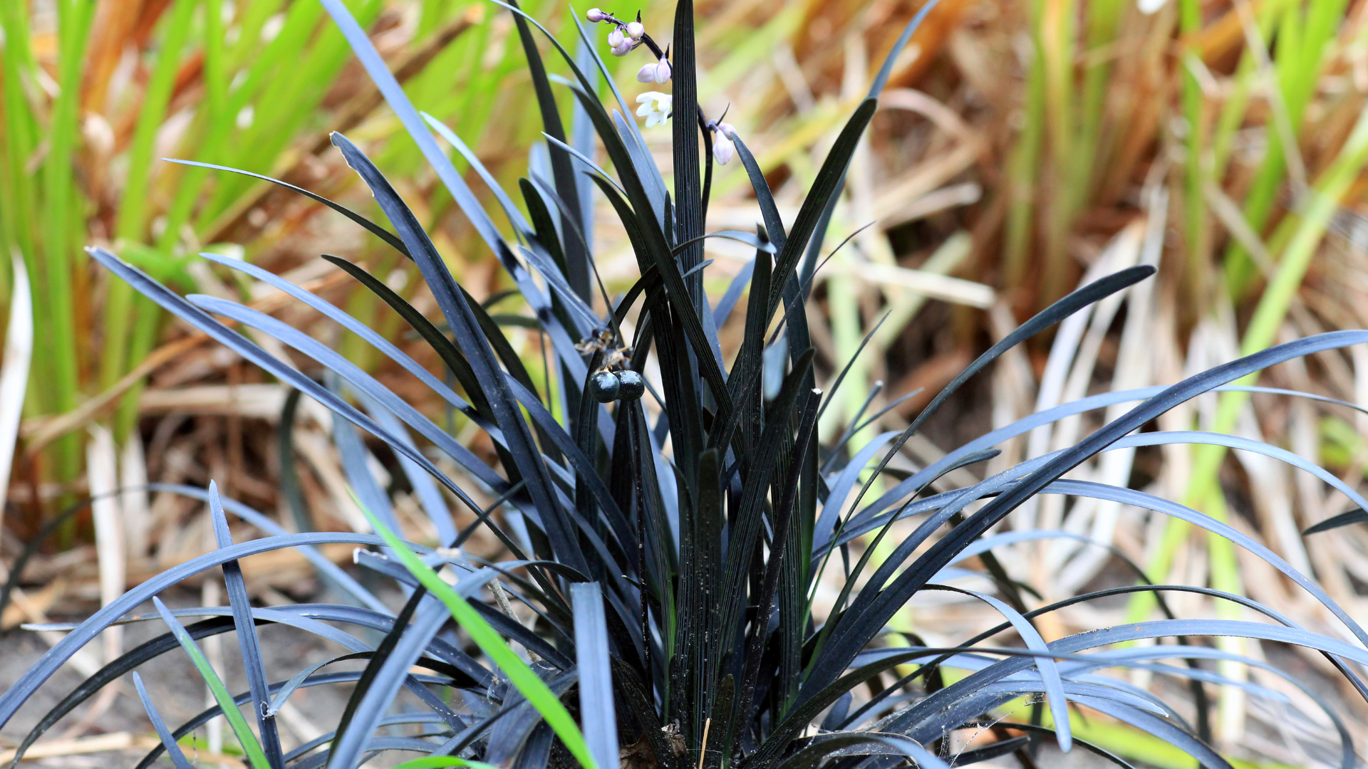 Black Mondo Grass