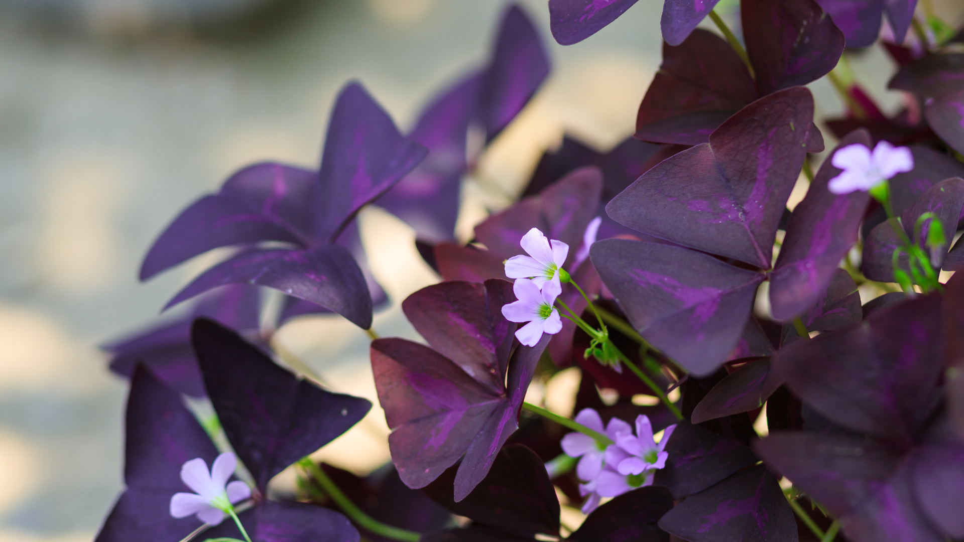 Purple Shamrock