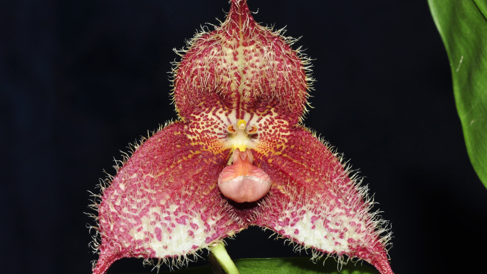 Dracula Orchid
