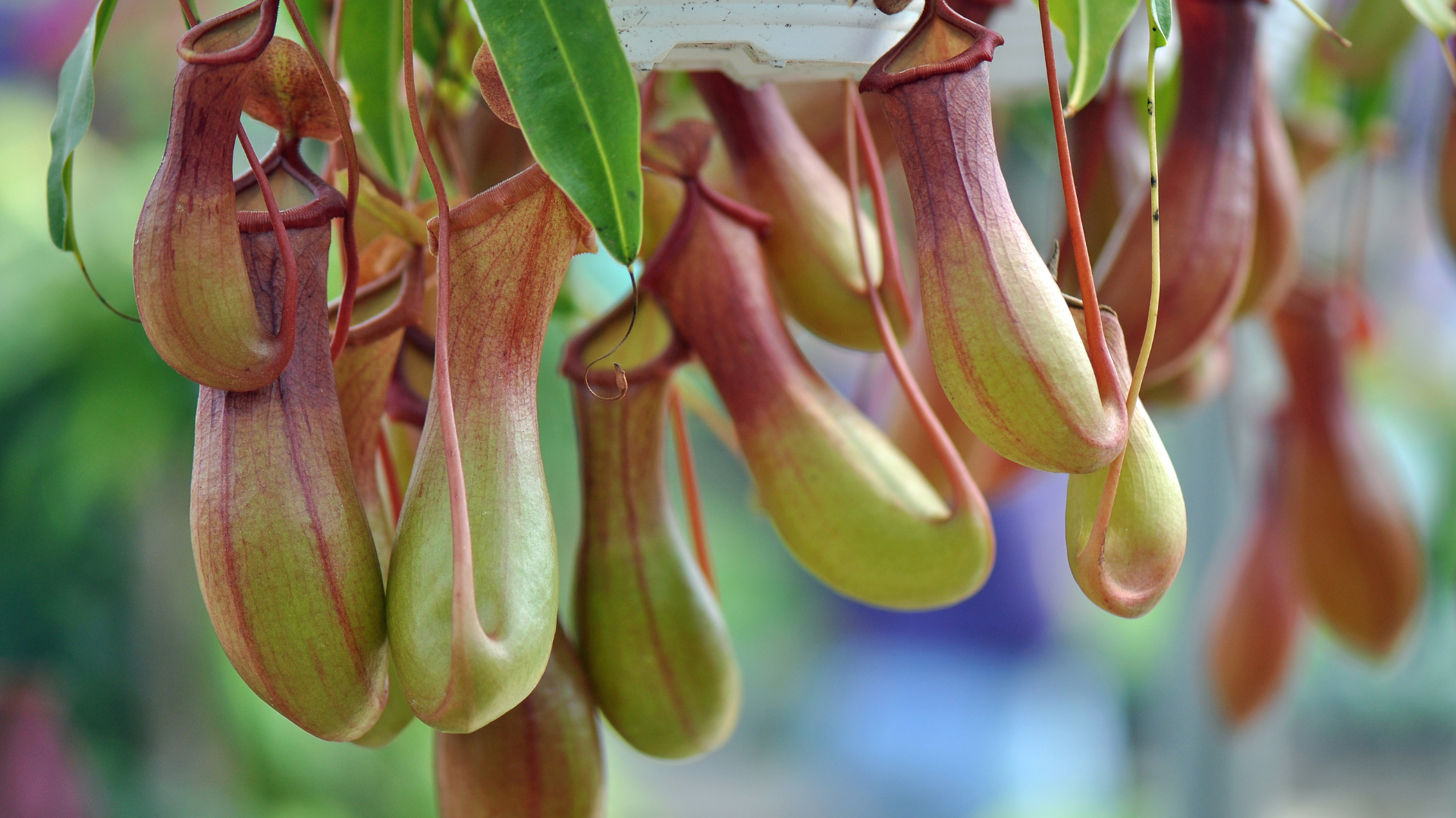 Pitcher Plant