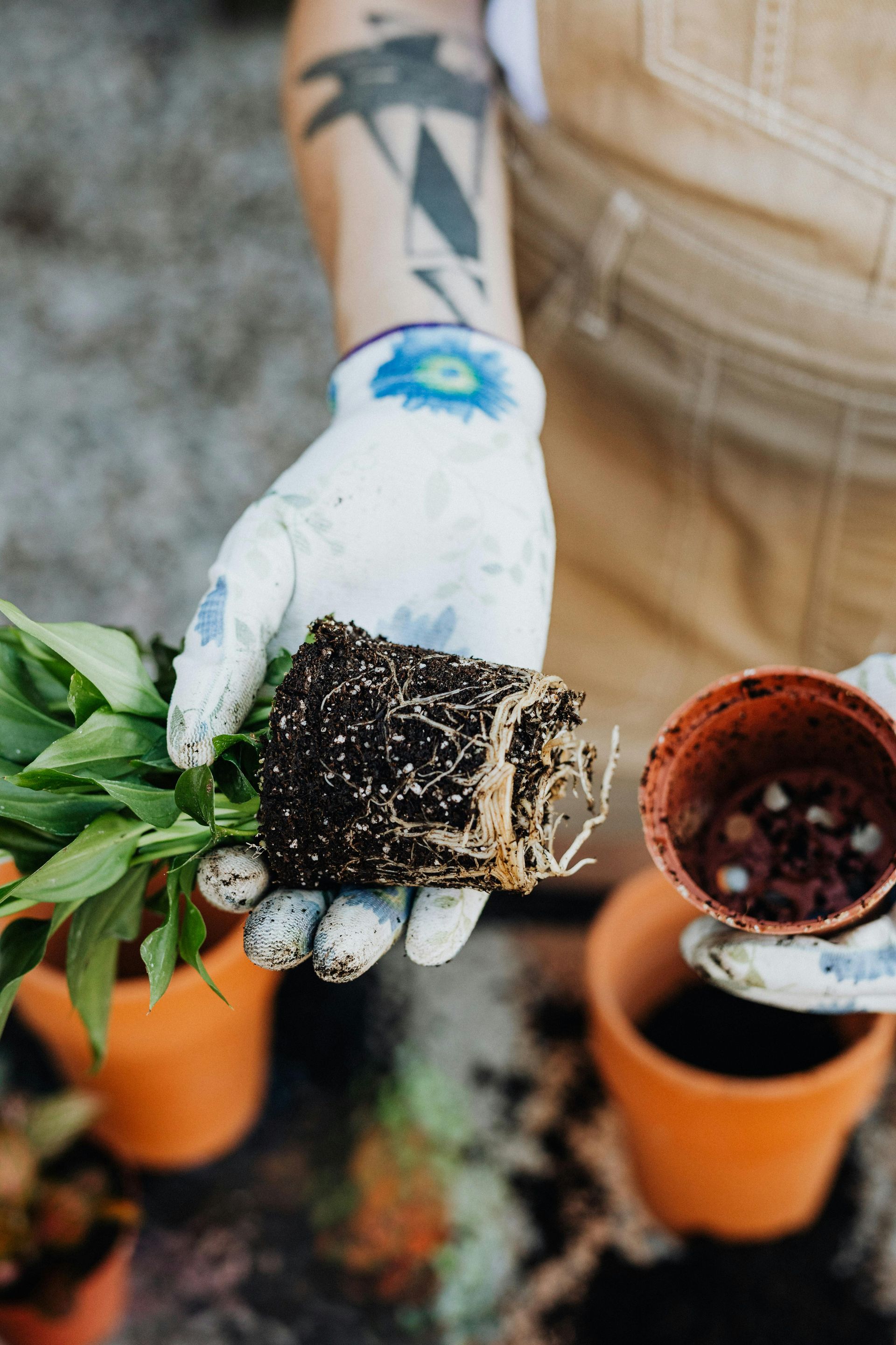 Person wearing gloves holding a plant with roots and an empty terracotta pot.
