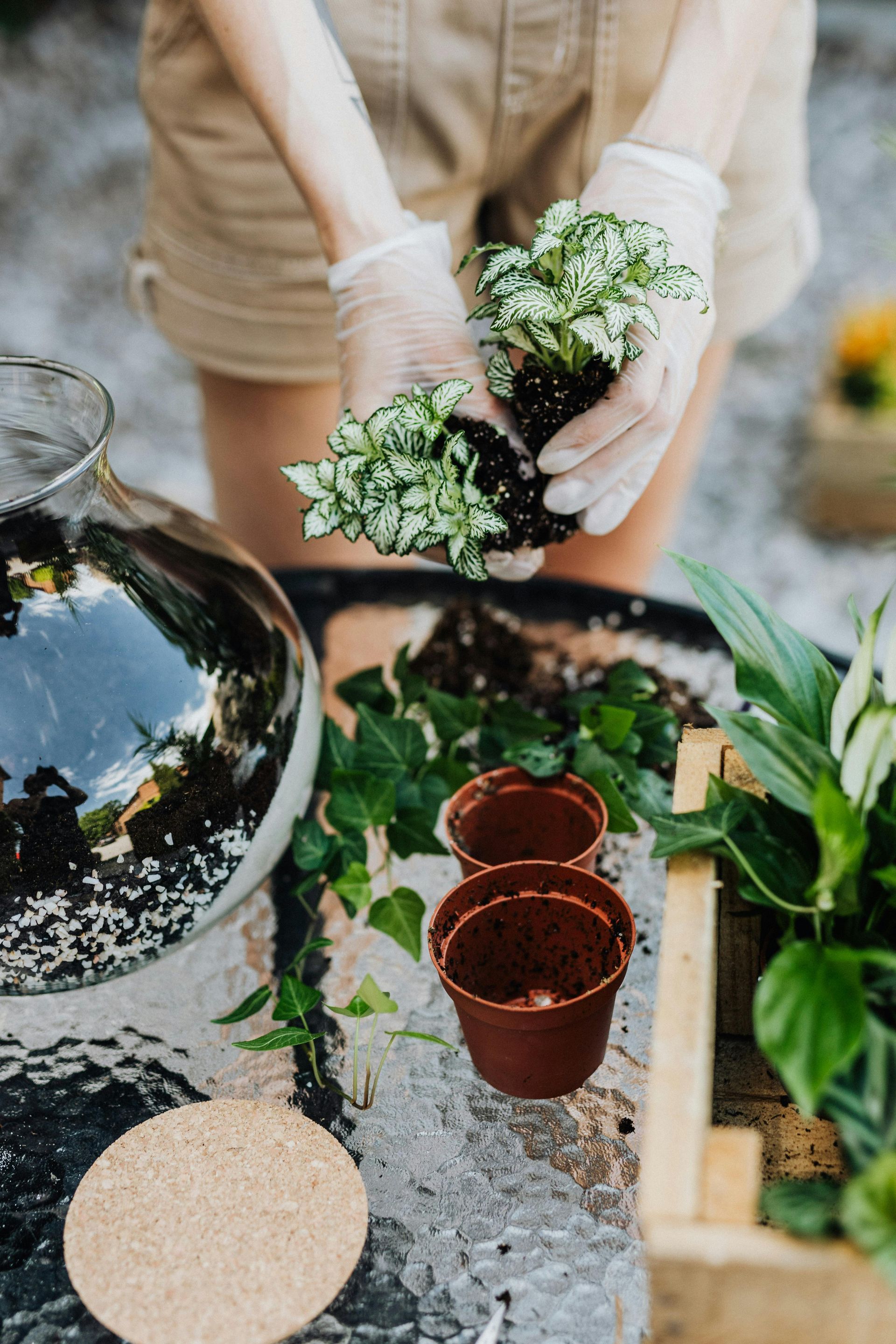 Person planting plants in a terrarium. Hands wear gloves, holding plants above a tray with soil, pots, and a glass container.
