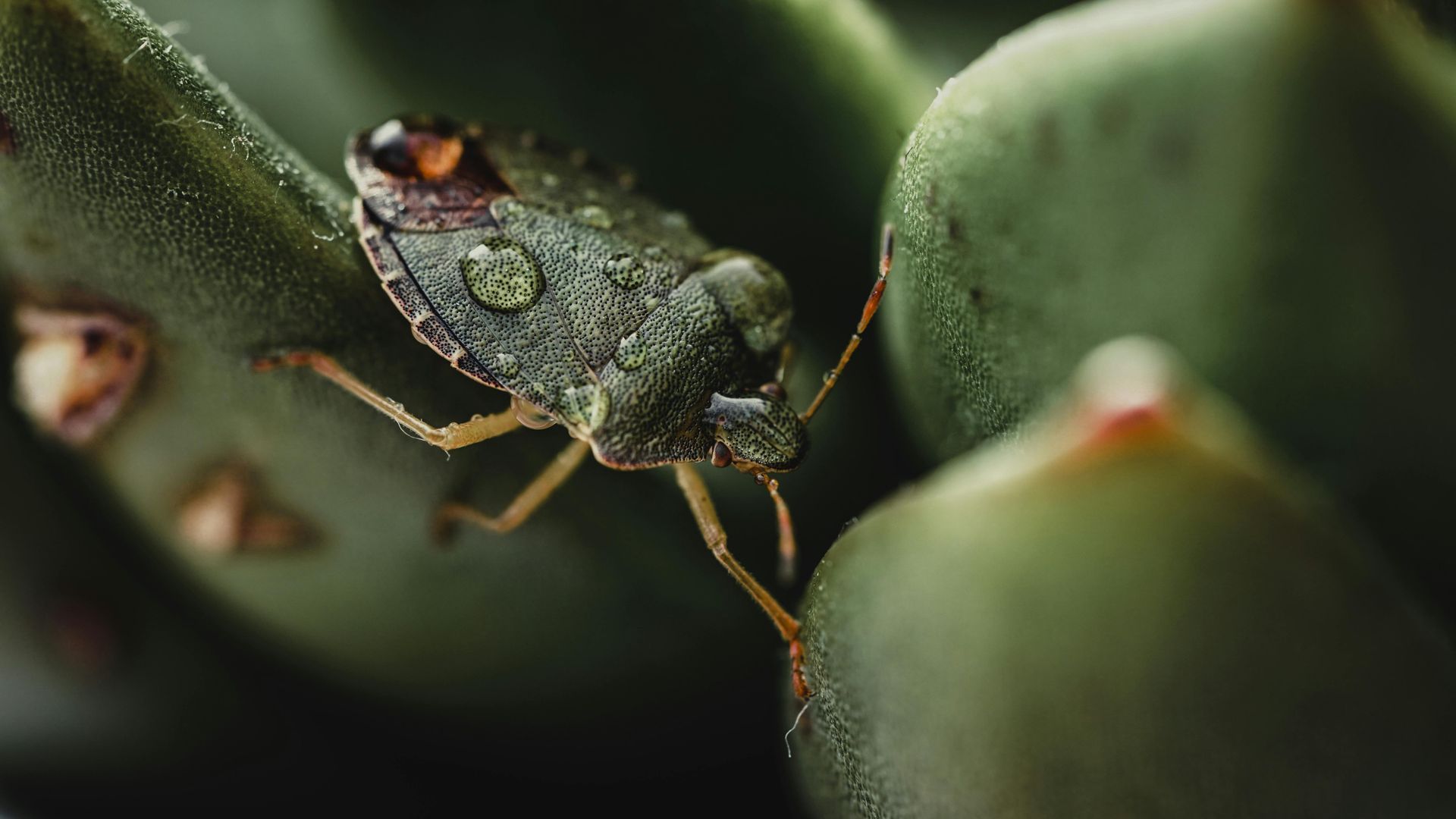 Green stink bug with water droplets on a succulent plant.