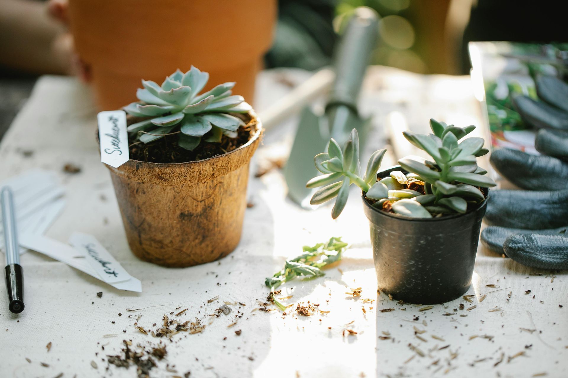 Potted succulents and gardening tools on table during spring plant care and pruning