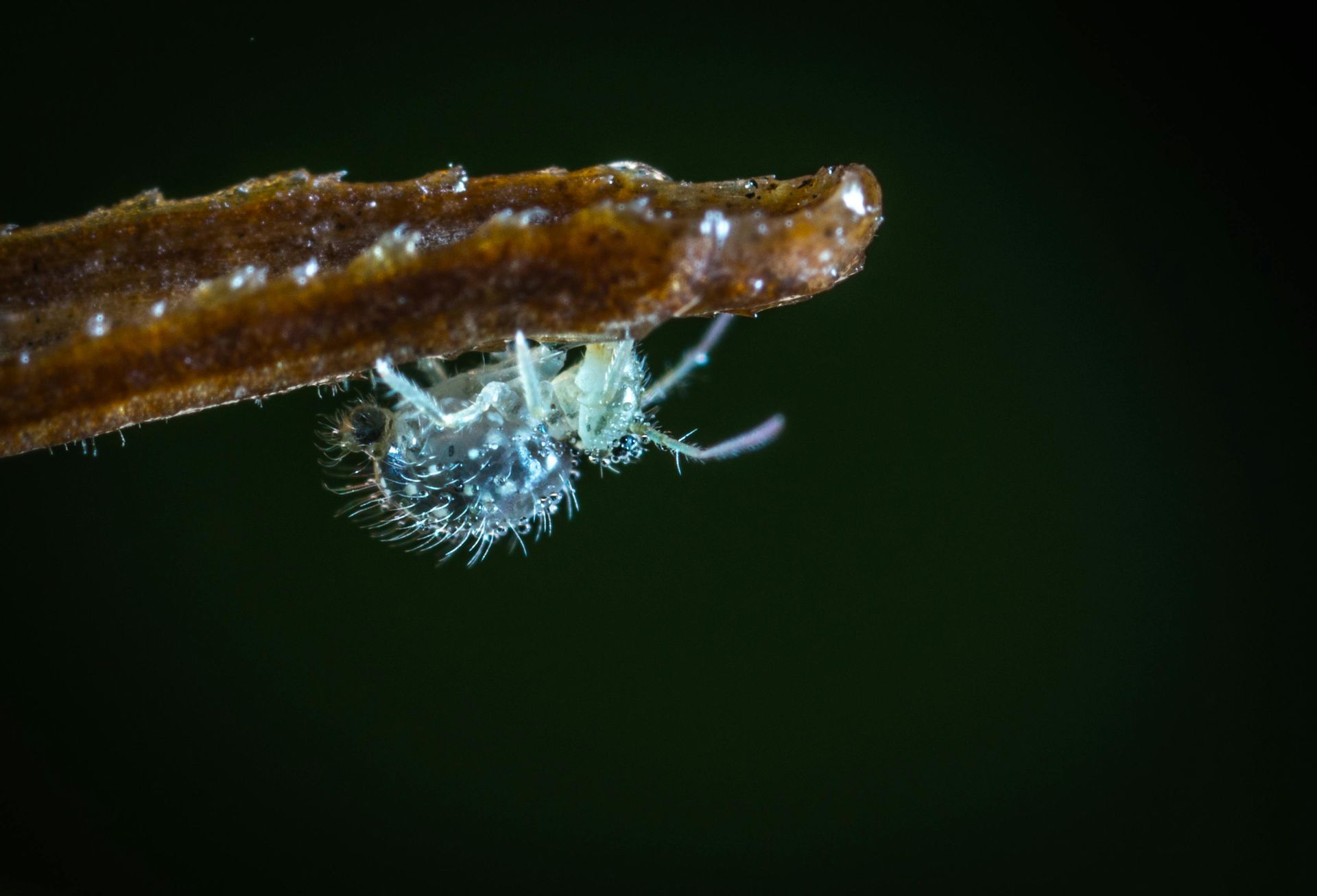 Close-up of a mealybug, showing white cotton-like pests attached underneath succulent plants