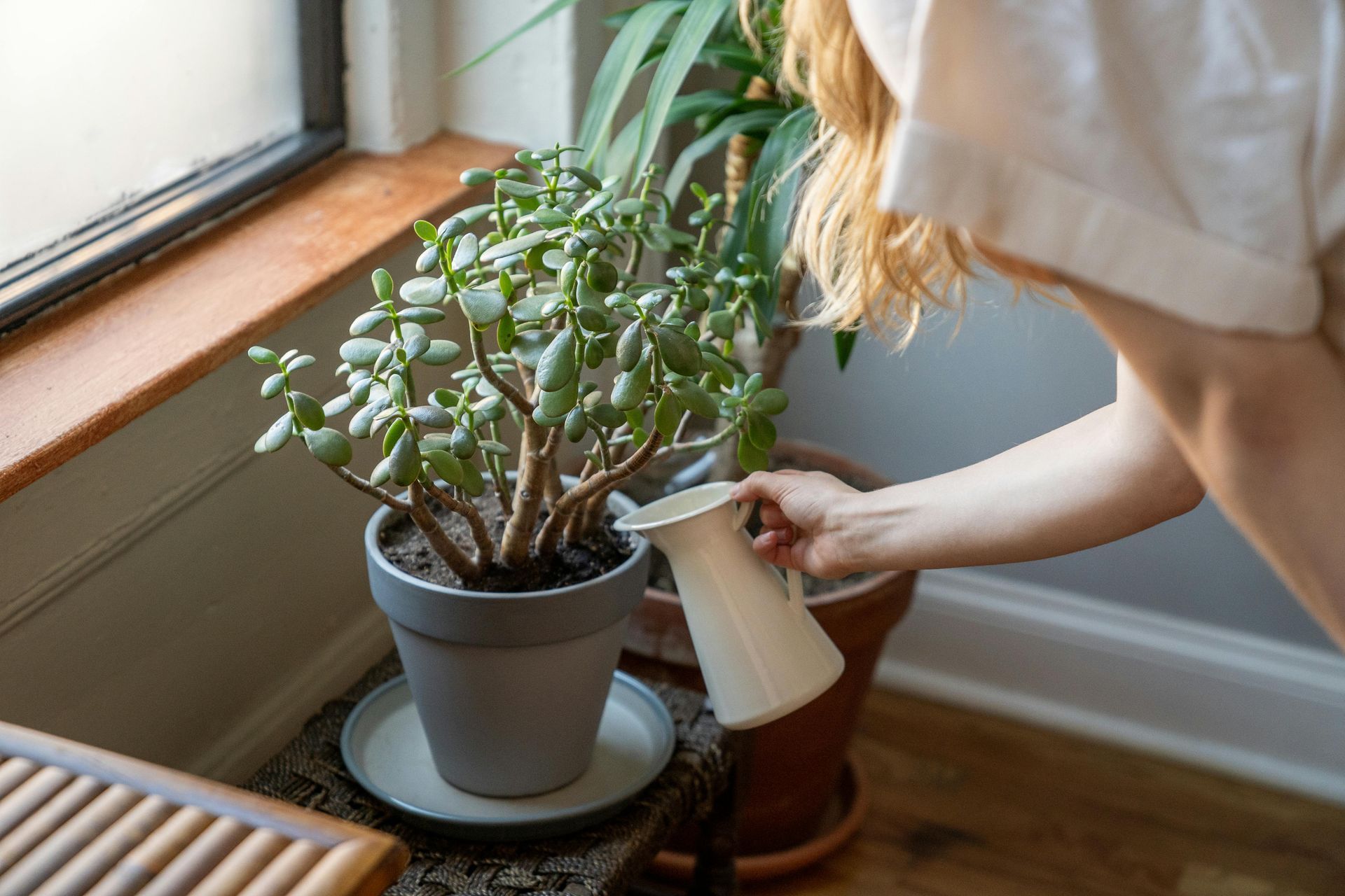 Woman watering a jade plant in a gray pot near a window, using a white watering can.