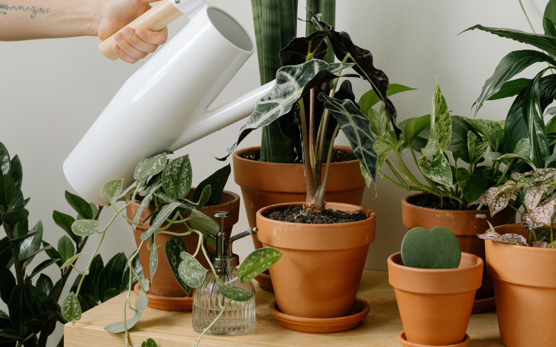 Person watering indoor plants with a white watering can; terracotta pots, white wall.