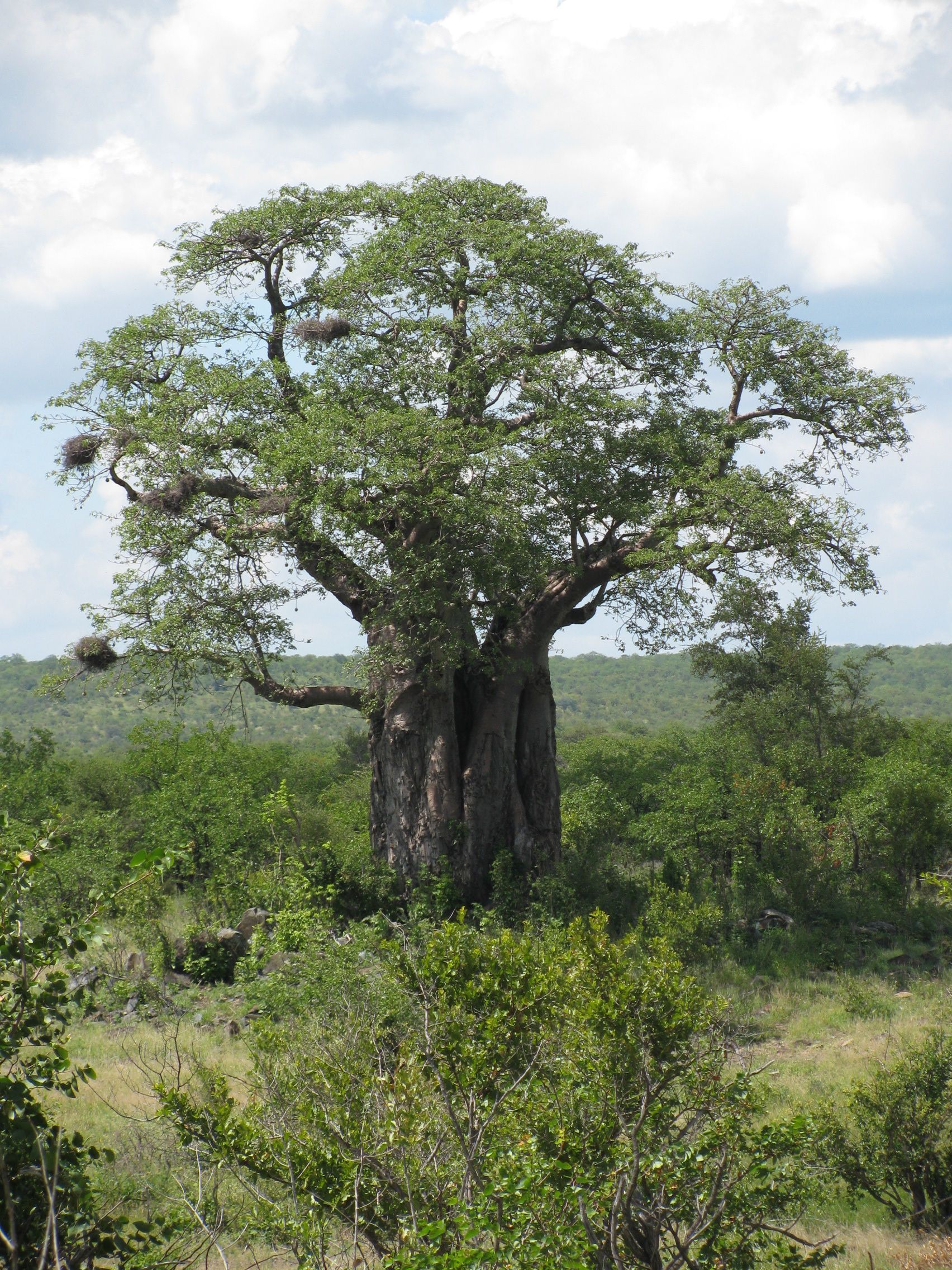 Baobab Tree Kruger Park