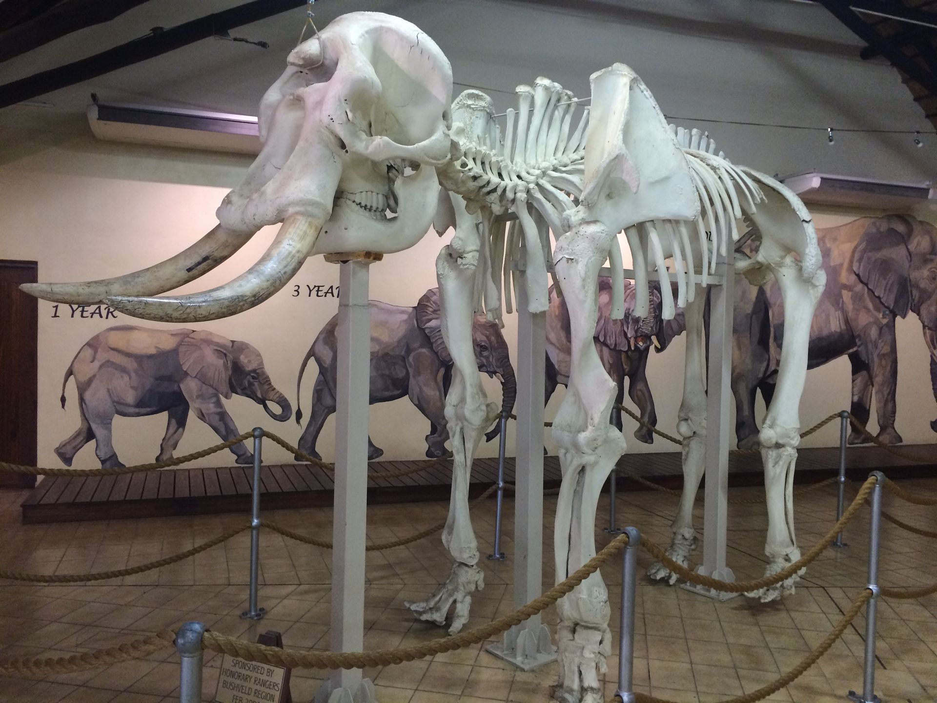 Elephant Museum Kruger Park