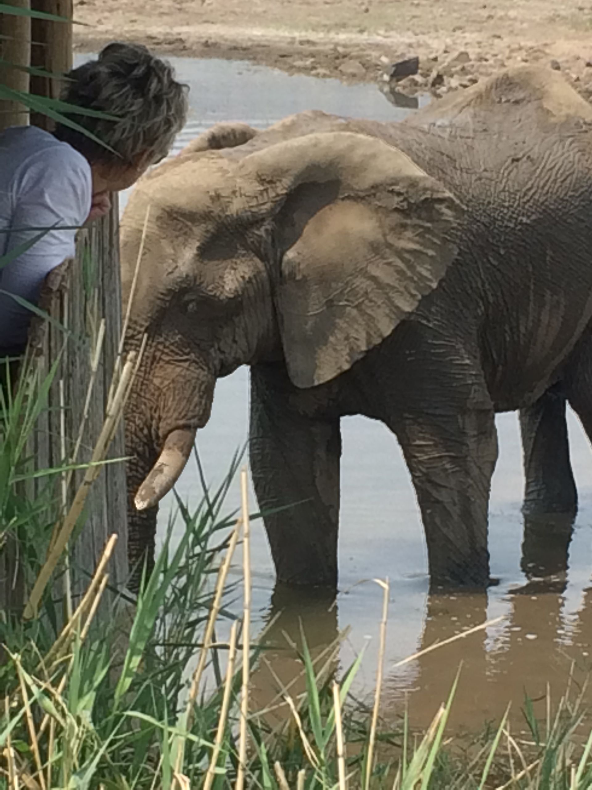 Elephant next to viewpoint - Pilanesberg