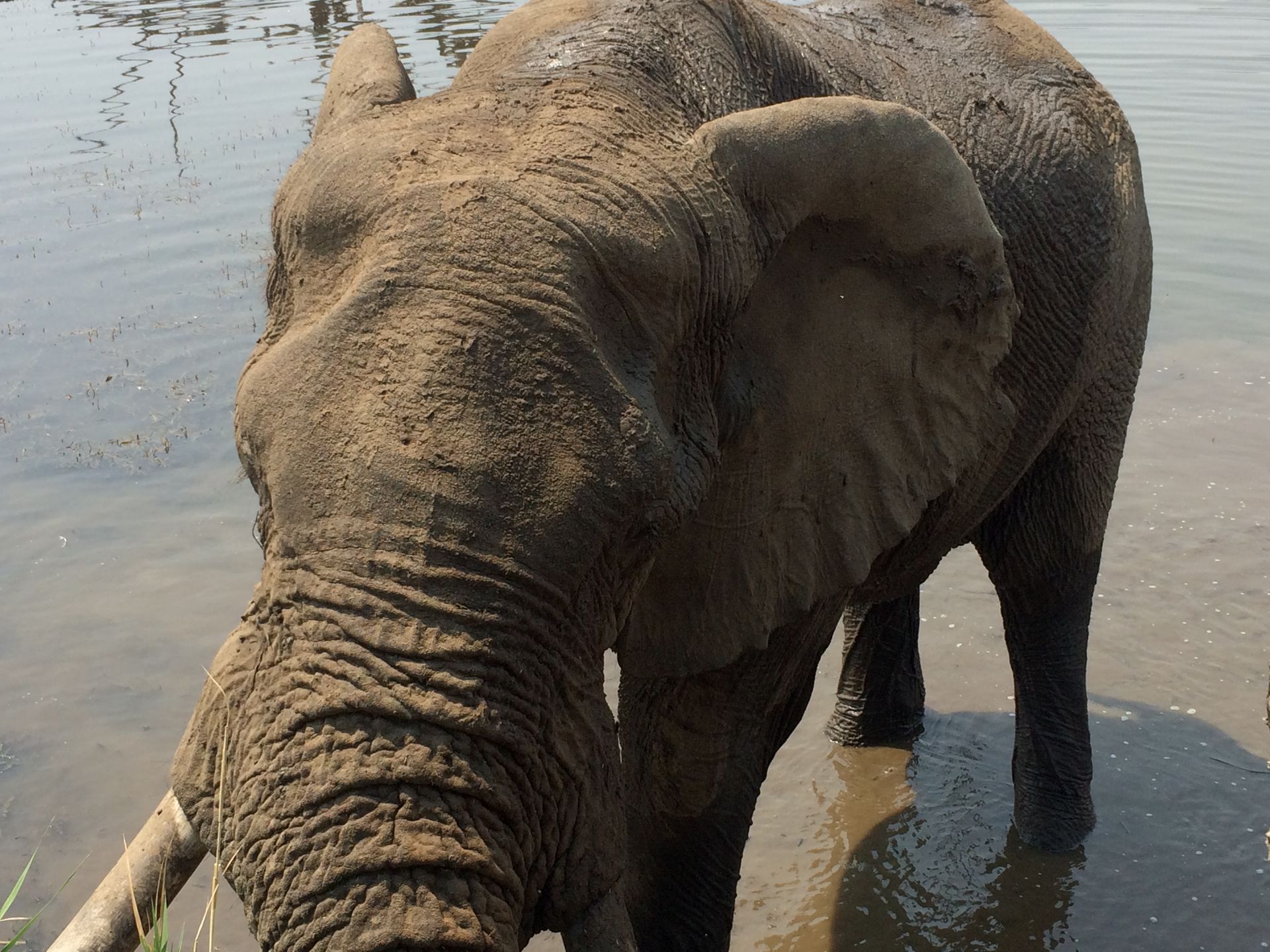 Close up of Elephant sighting Pilanesberg Tour