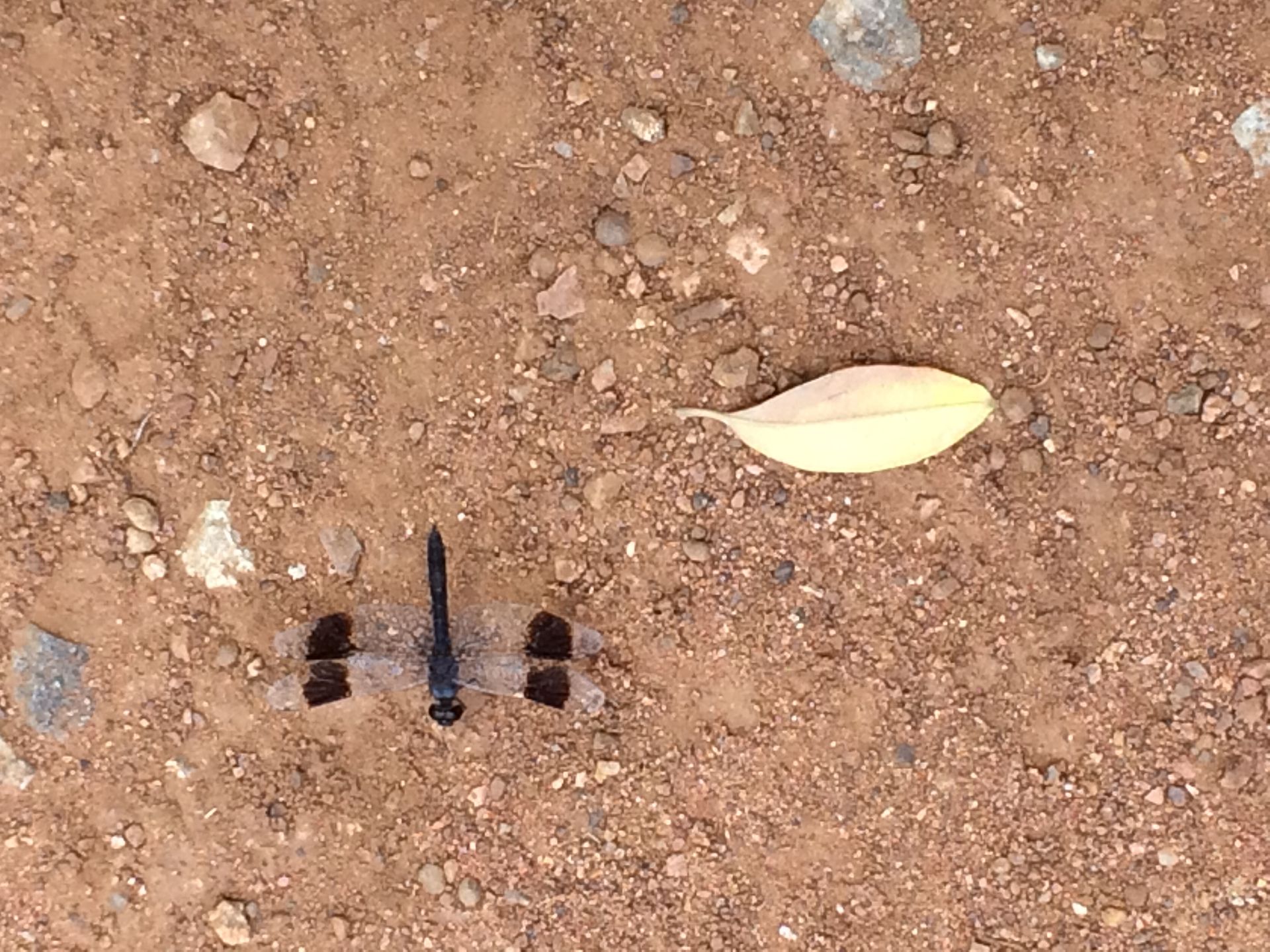 Dragon fly on Safari